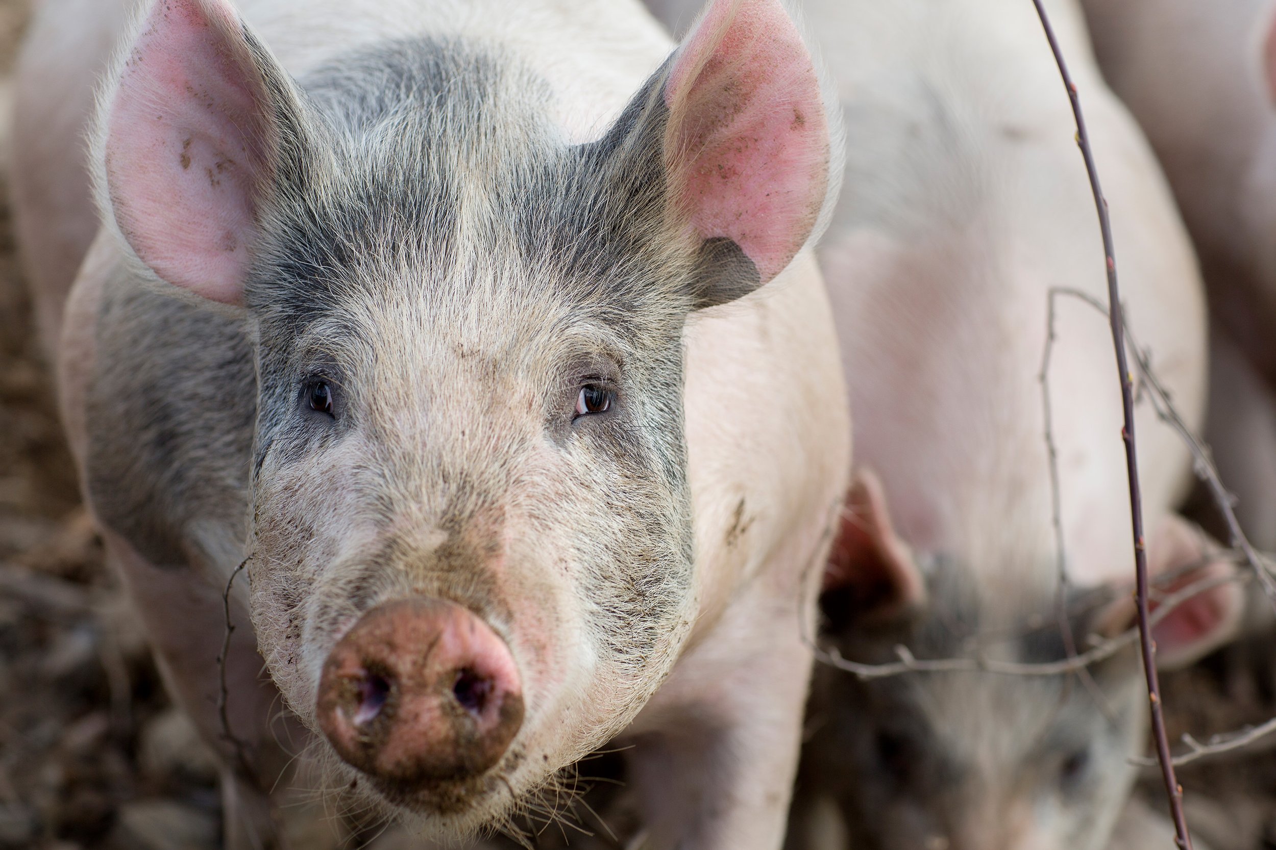 Portrett av gris som ser inn i kamera.