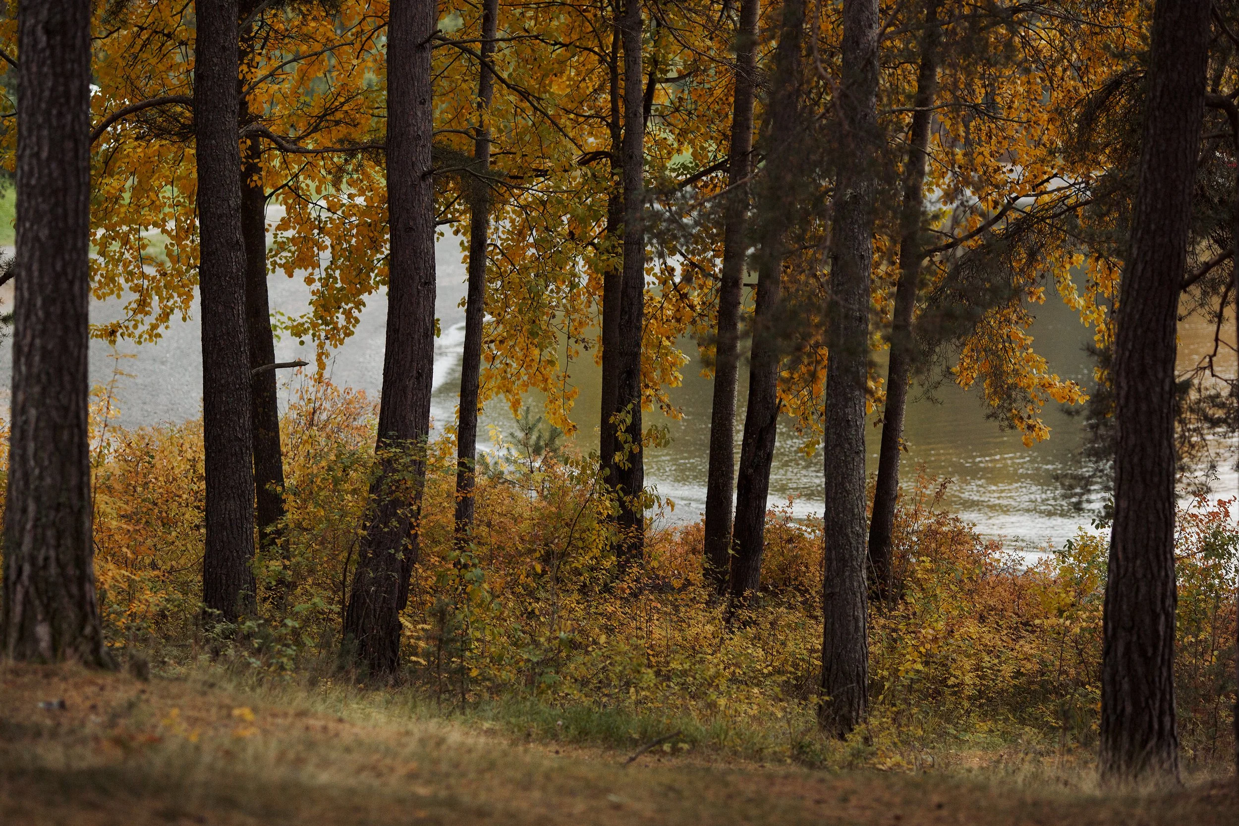 Løvtrær i høstfarger langs Mjøsa.