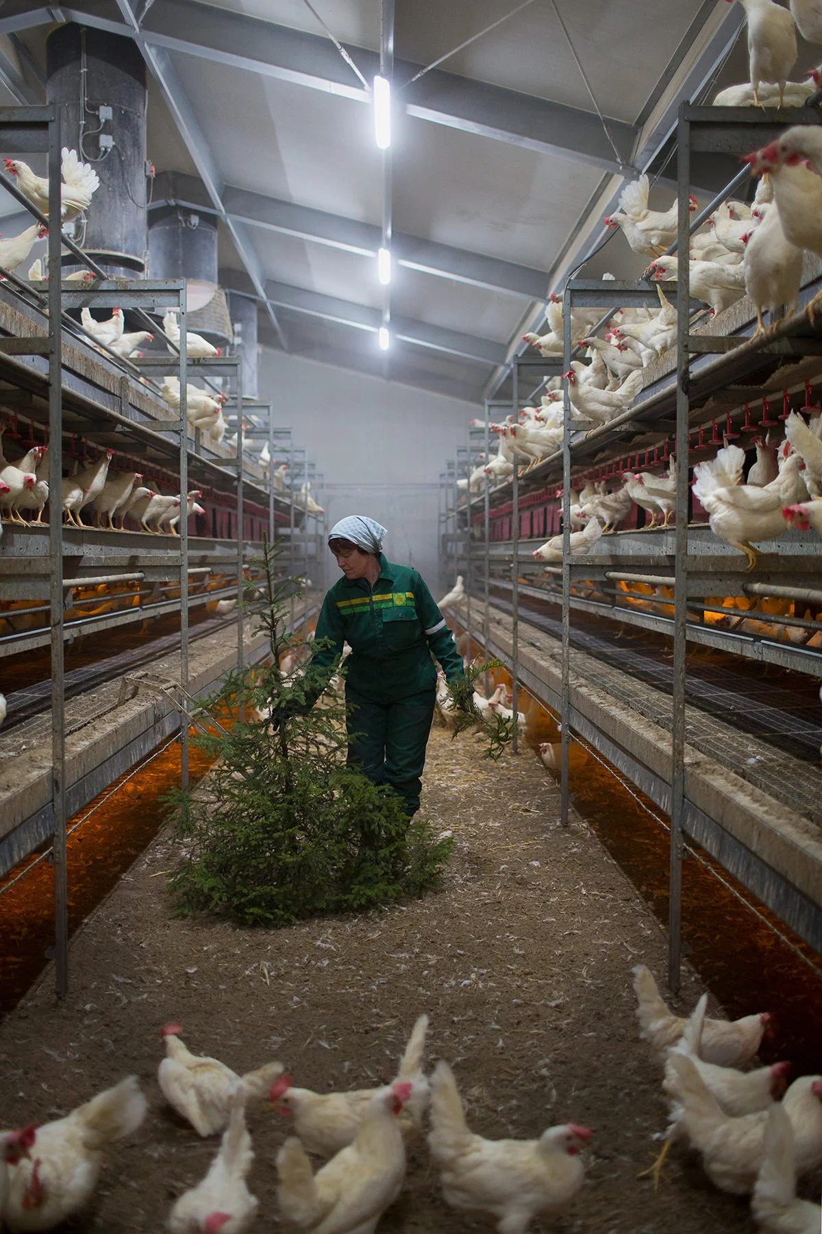 Kvinnelig bonde bærer et lite grantre inn til hønene i et frittgående hønsehus.