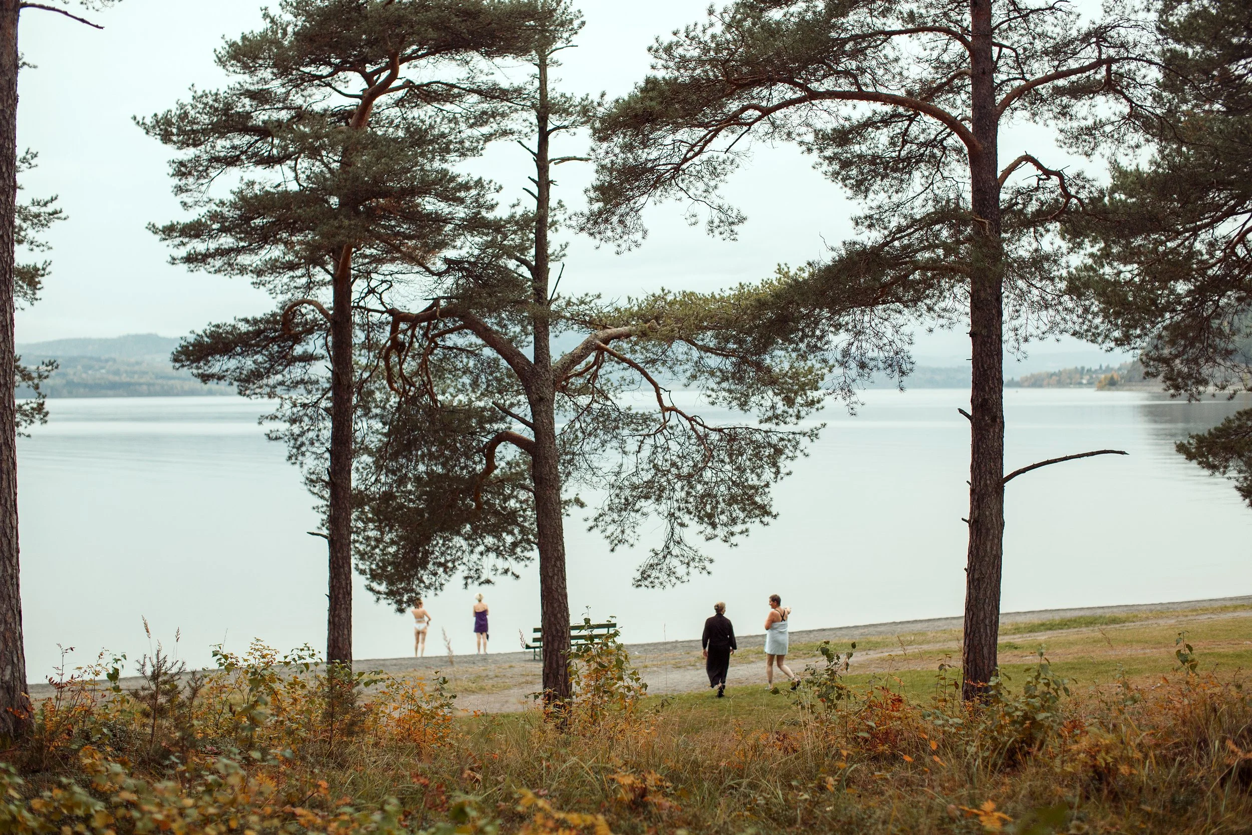Høstdag ved Mjøsa. Fire kvinner er på vei ned mot vannet for et Mjøsbad blant furutrærne.