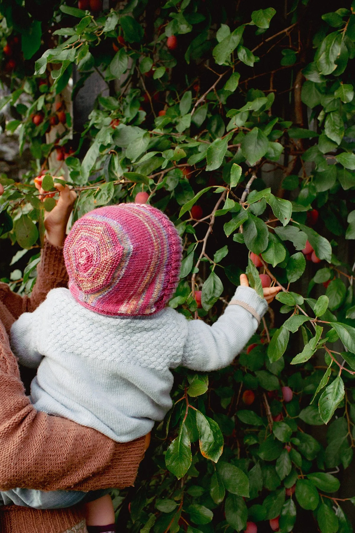 Barnefotografering om sommeren. 1-åring blir løftet opp av moren slik at det kan plukke plommer fra treet.