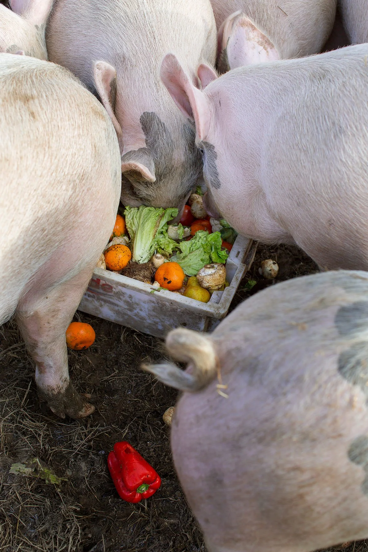 En gjeng med griser som står med hodet ned i matkassa.