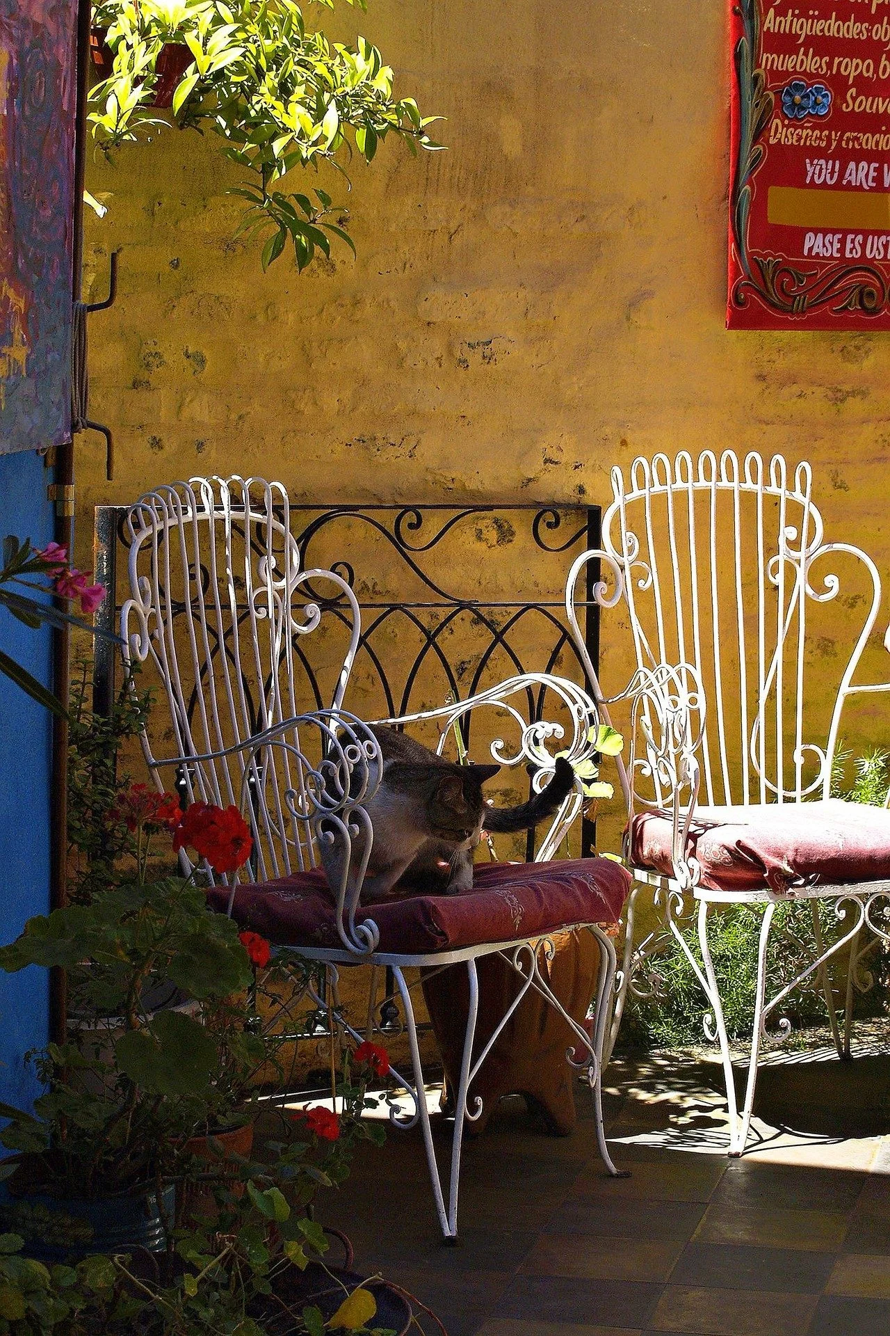 A black cat sitting on a red cushioned white wrought iron chair on a patio, with another similar chair nearby and a yellow wall in the background. There are plants and flowers around, with sunlight casting shadows.