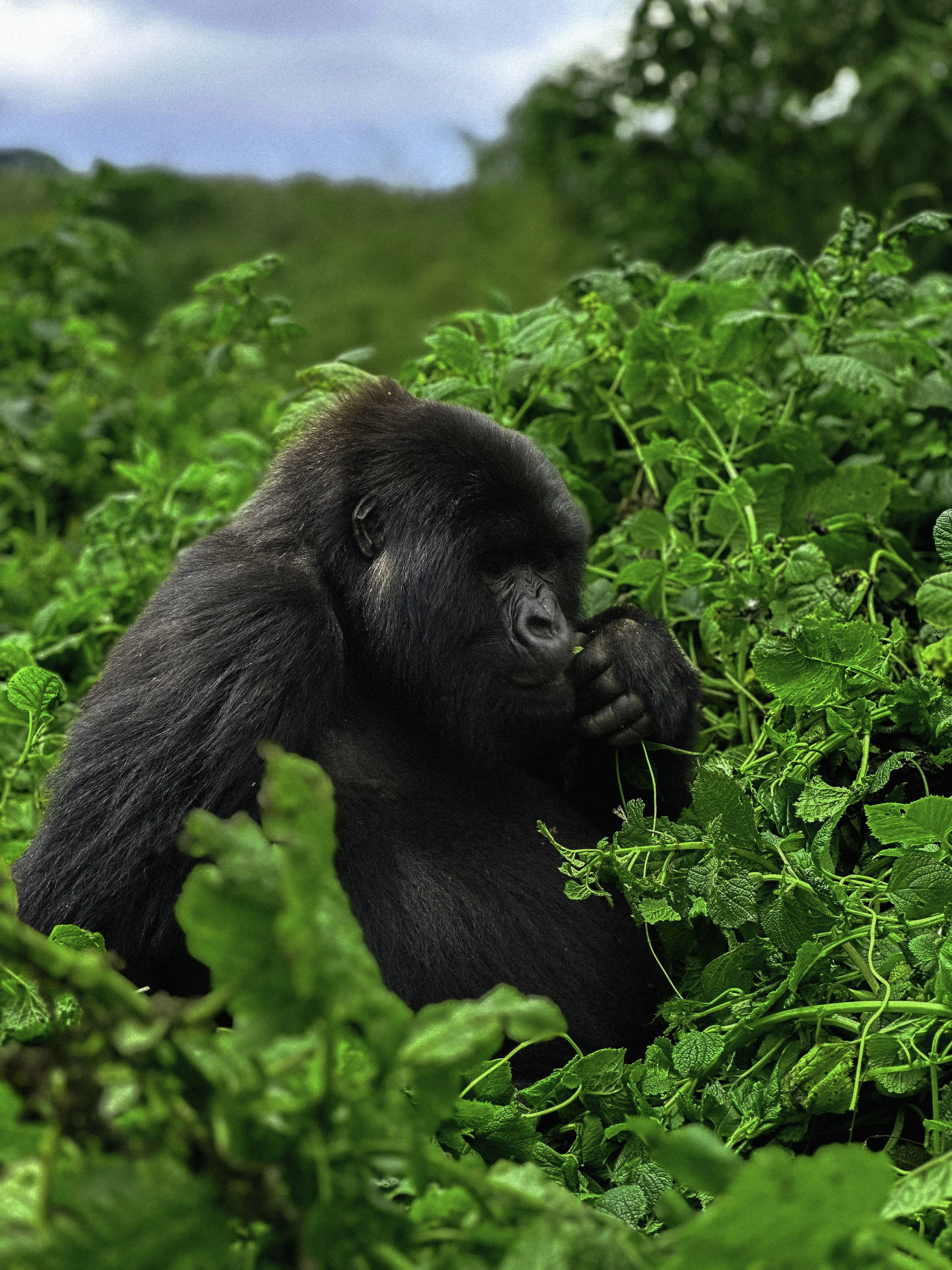 Gorilla-Kisoro.jpg