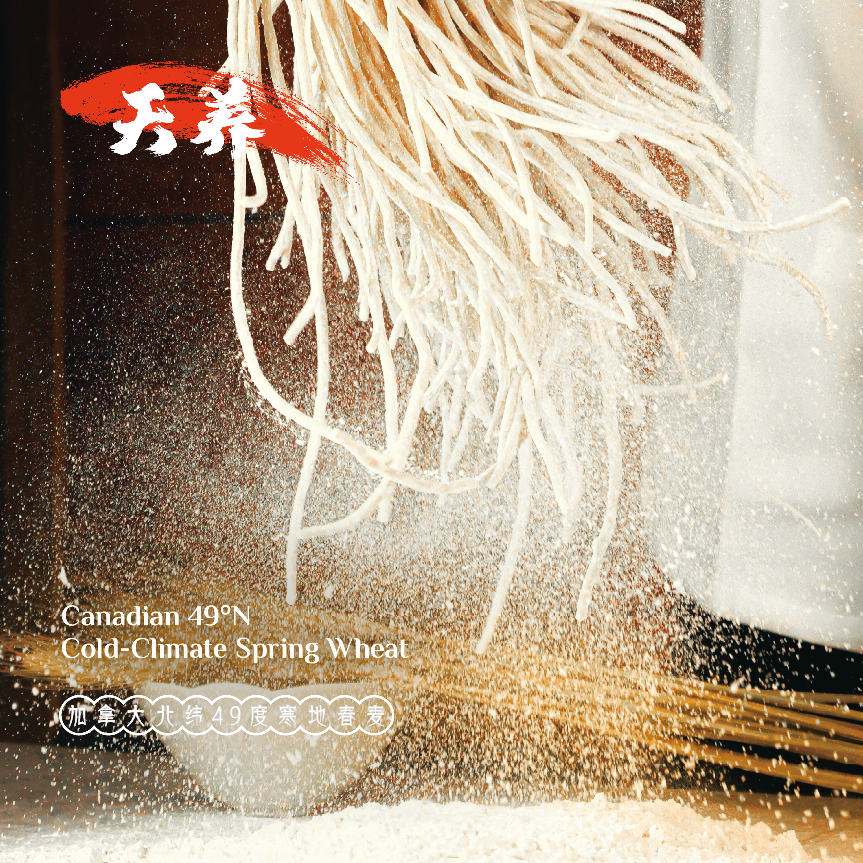 Dry, uncooked cold-climate spring wheat falling onto a surface with wheat grains in the background, with overlay text indicating it is Canadian 49°N spring wheat.