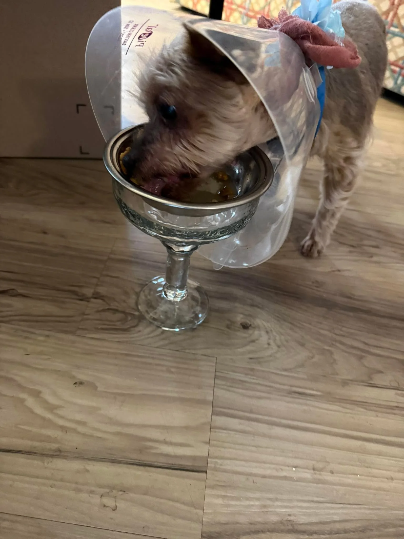 Margarita glass came in handy to help Blue eat after her surgery.