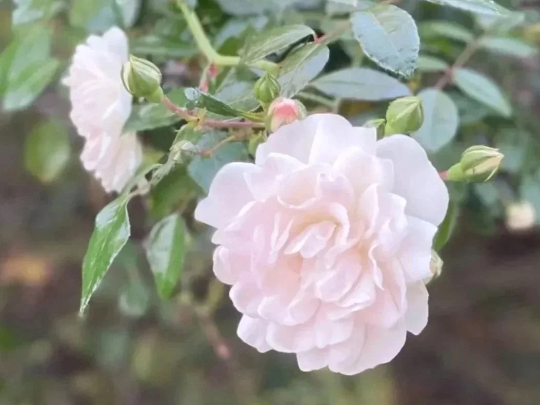 Eine weiße Gartenrose mit mehreren Blütenknospen an einem Strauch
