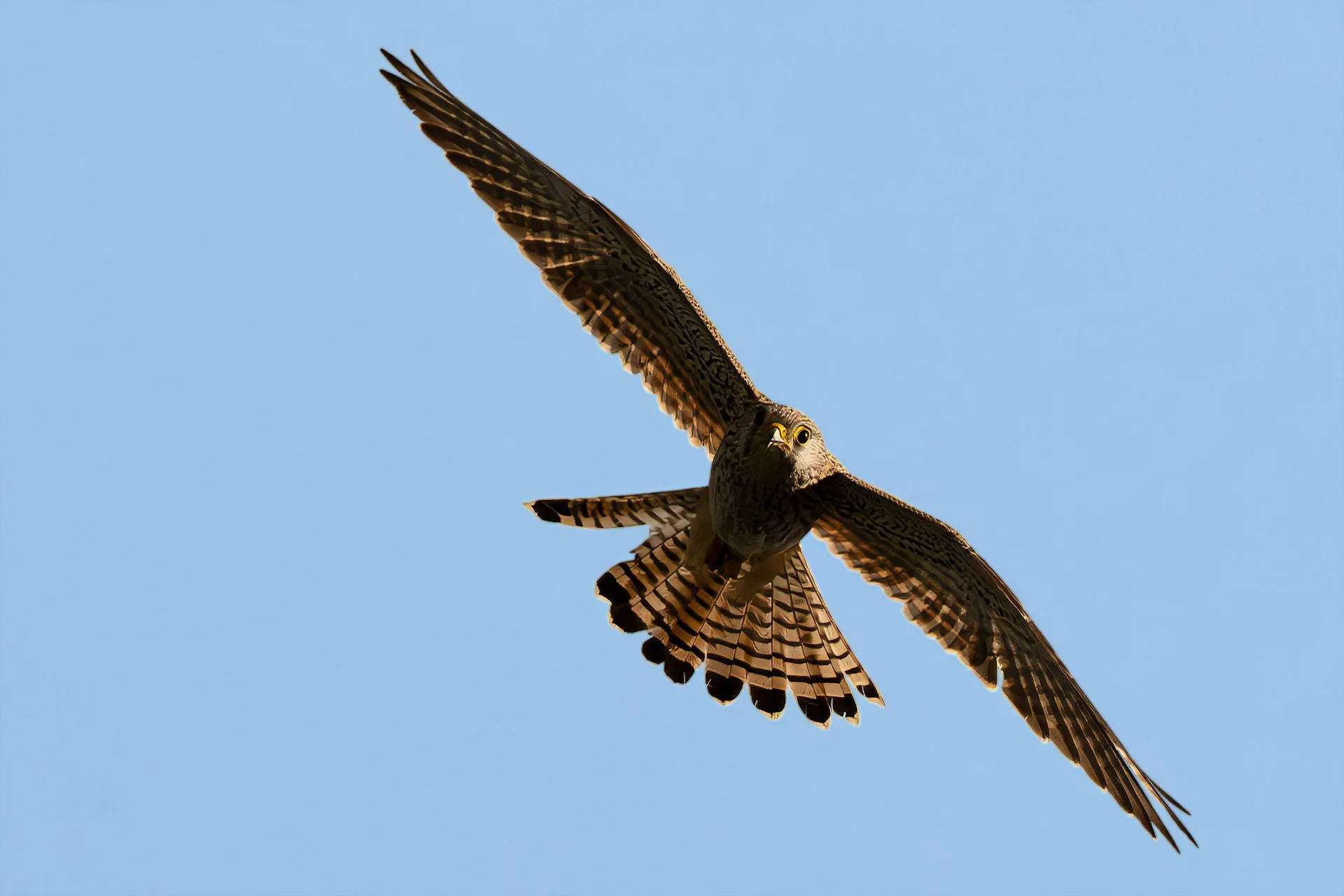 Kestrel