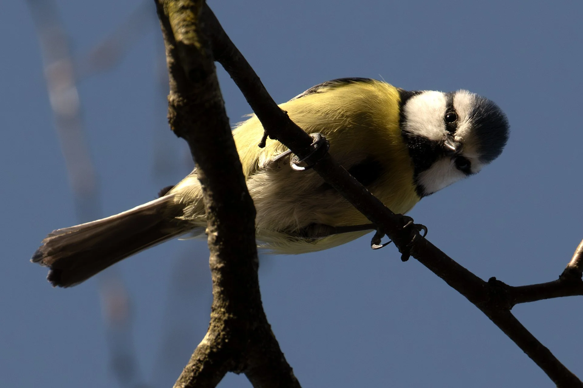 Blue Tit