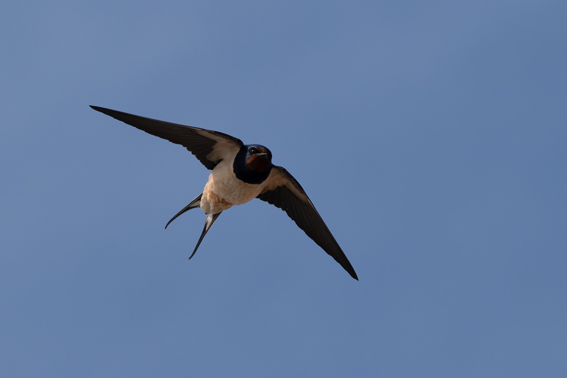 Barn Swallow