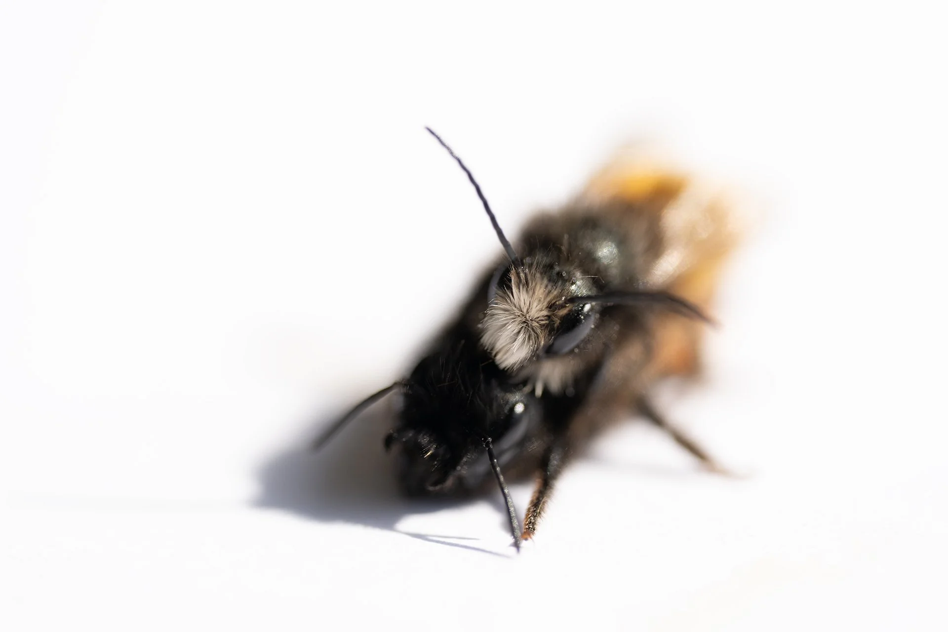 Horned Mason Bee