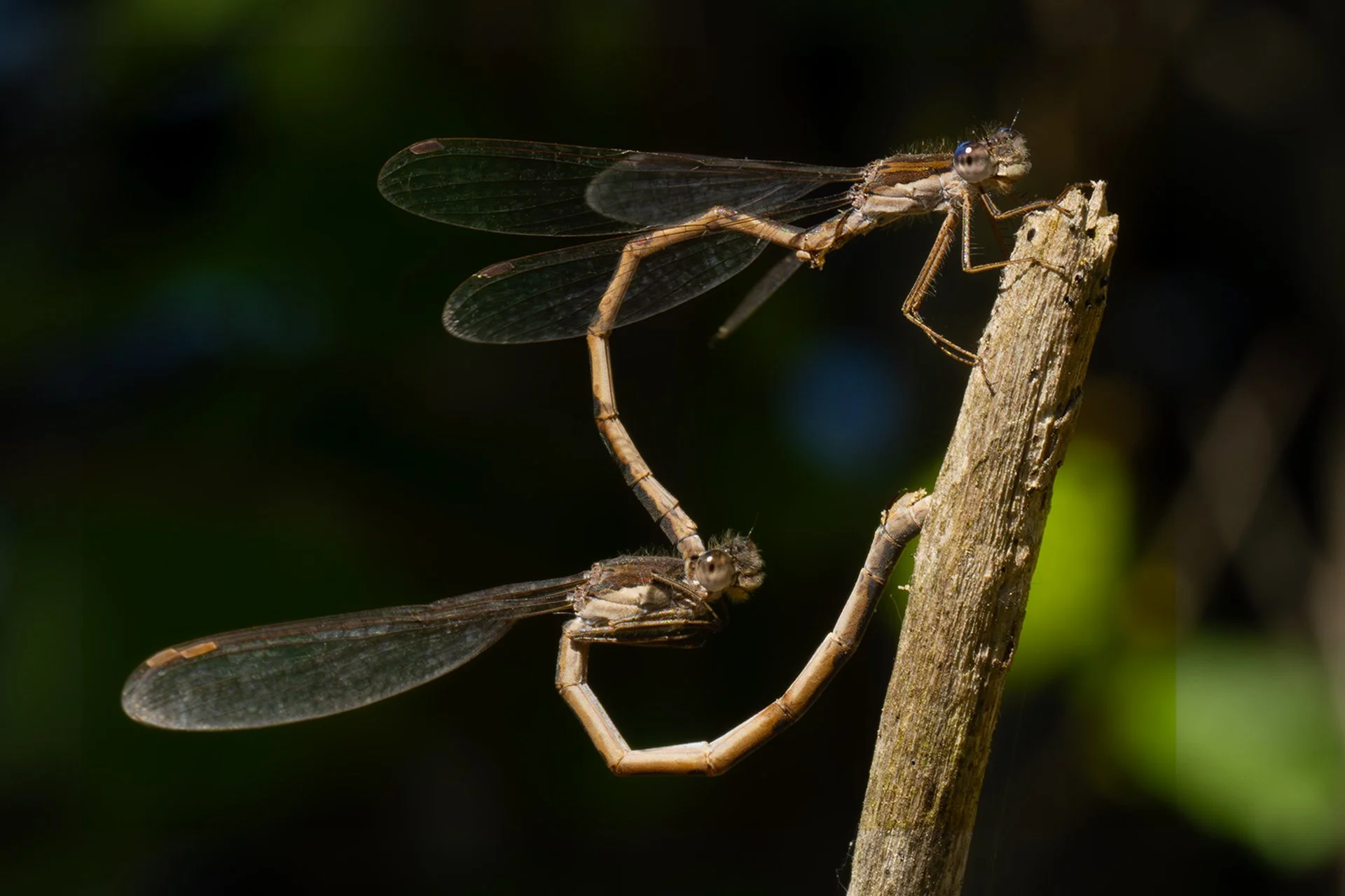 Horseshoe Damselfly