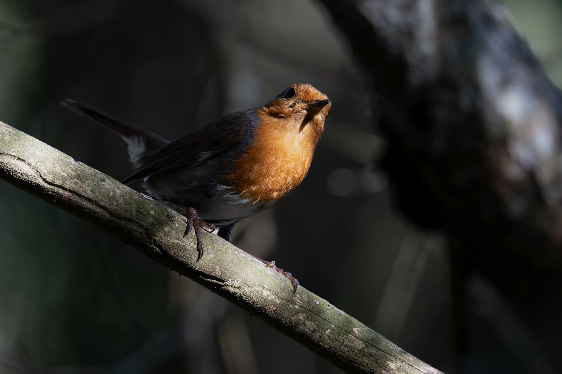 Robin