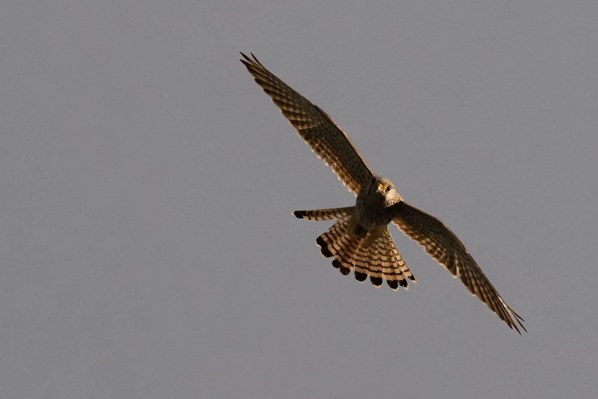 Kestrel