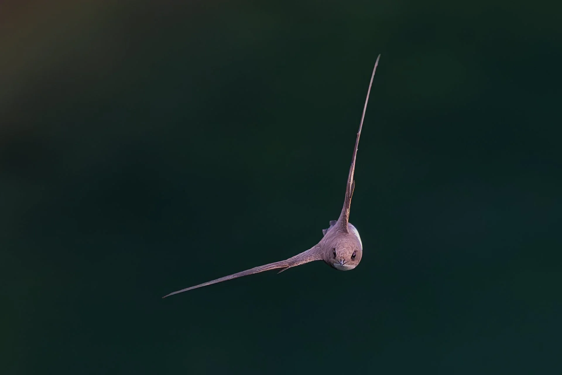 nature_61.jpg