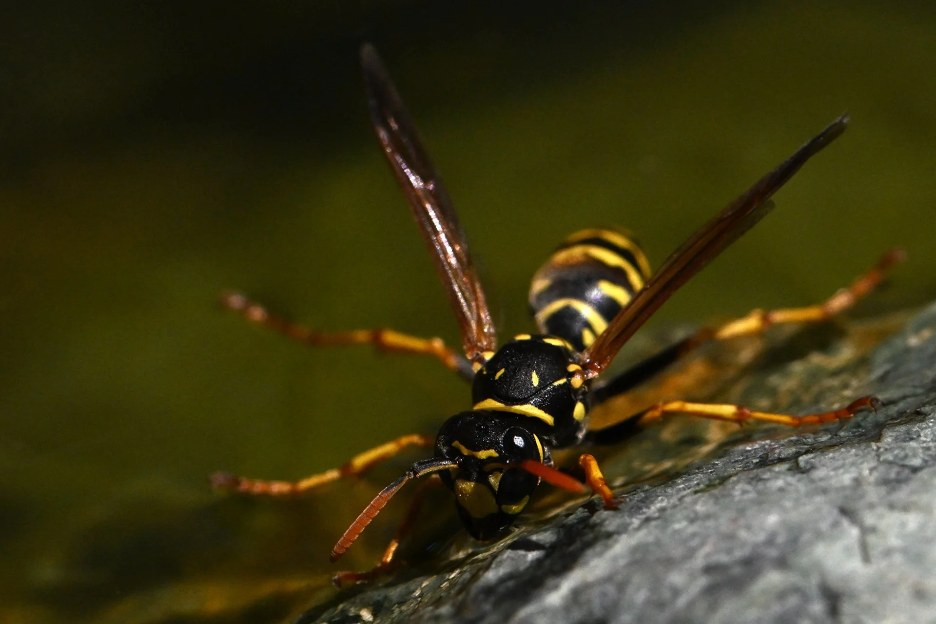 Close-up of a wasp on a textured surface with a dark green blurred background.
