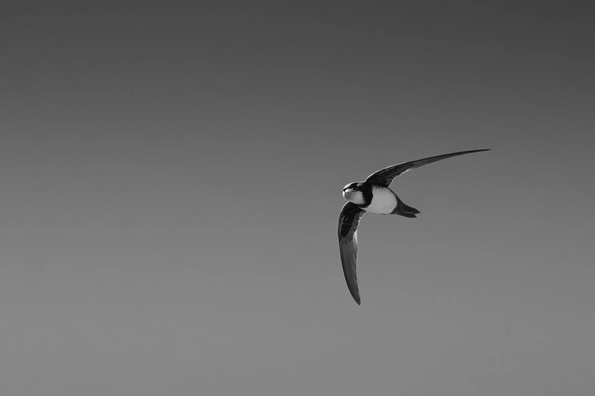 nature_72.jpg