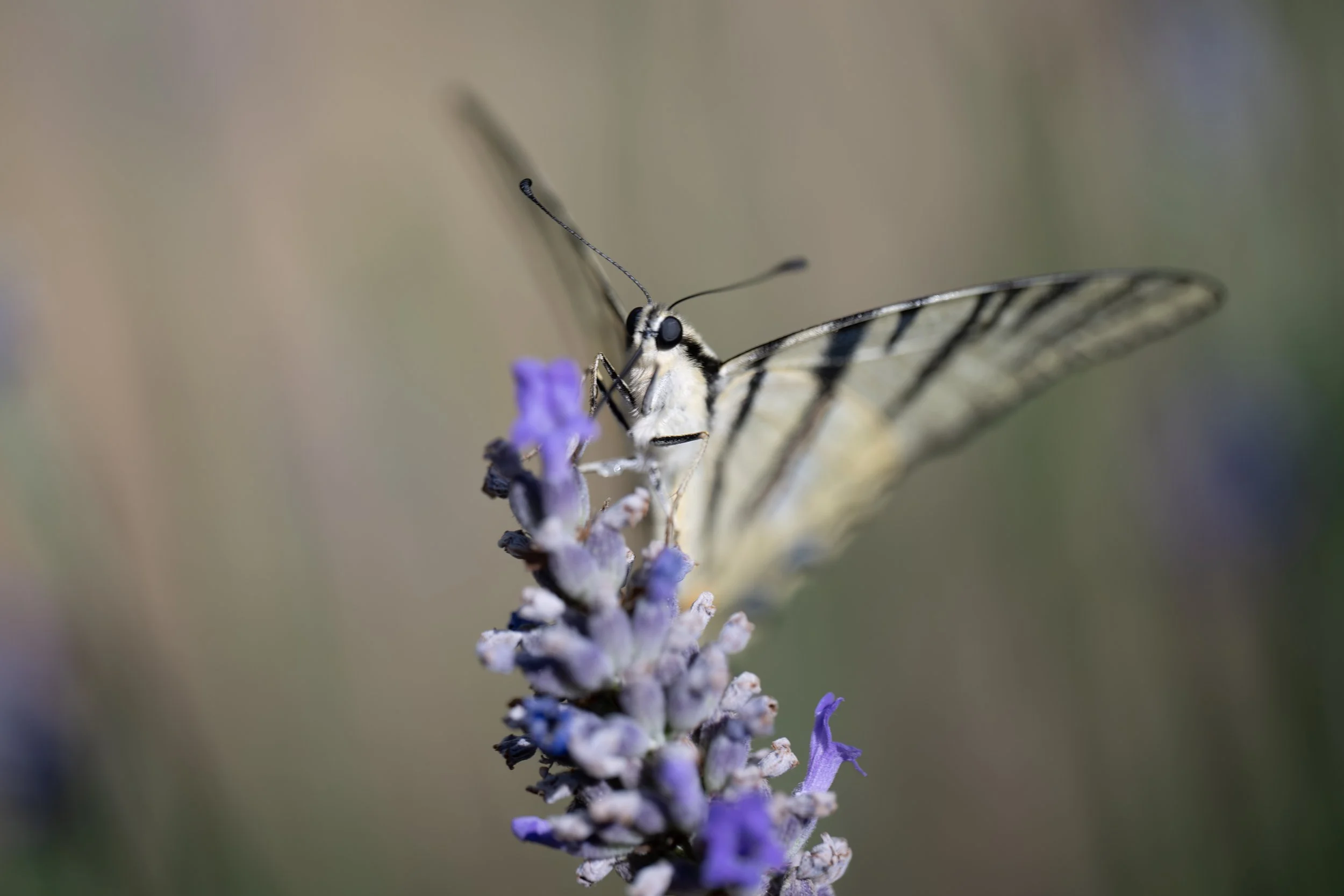nature_78.jpg