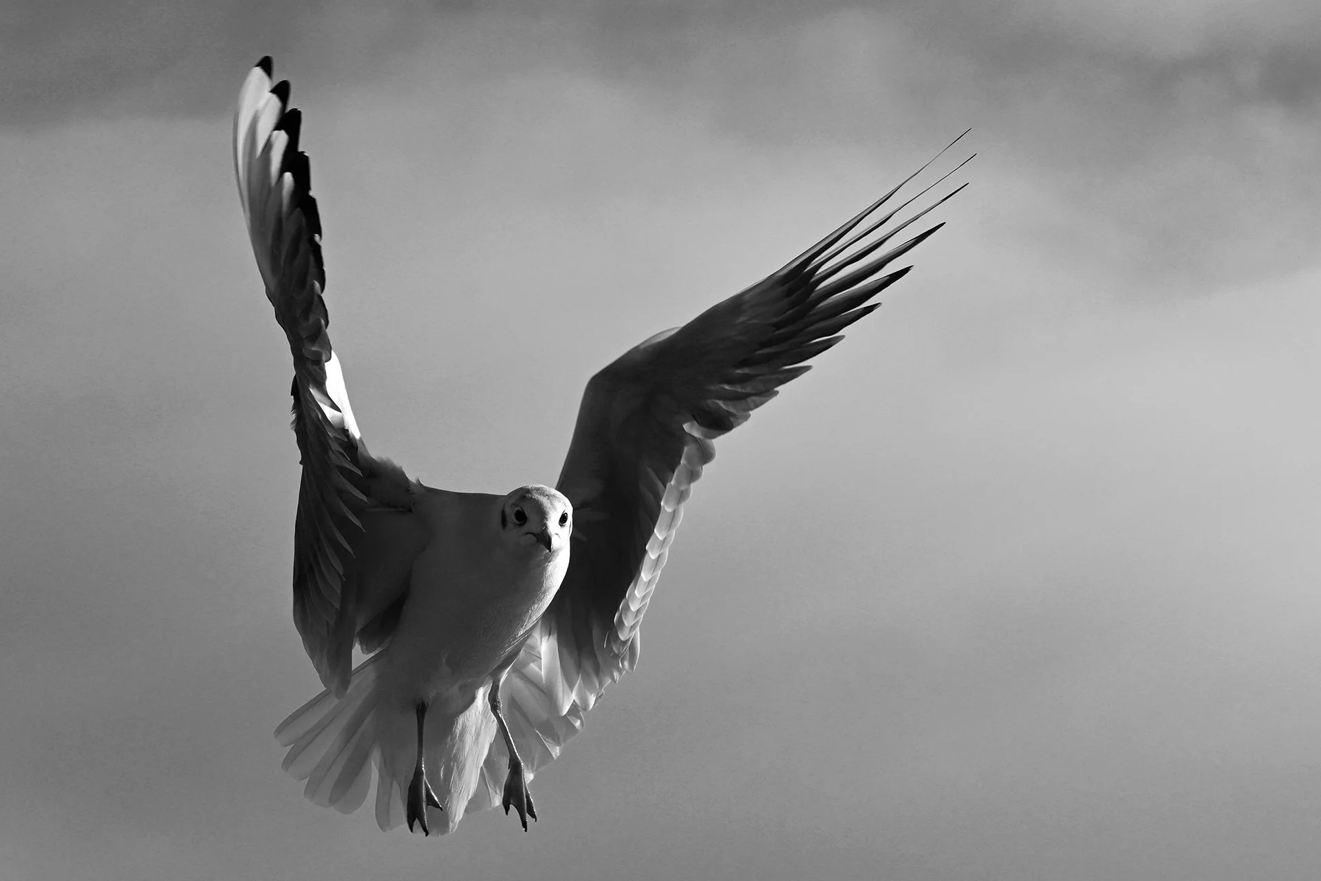 Black and white photo of a seagull in flight with its wings spread wide against a cloudy sky.
