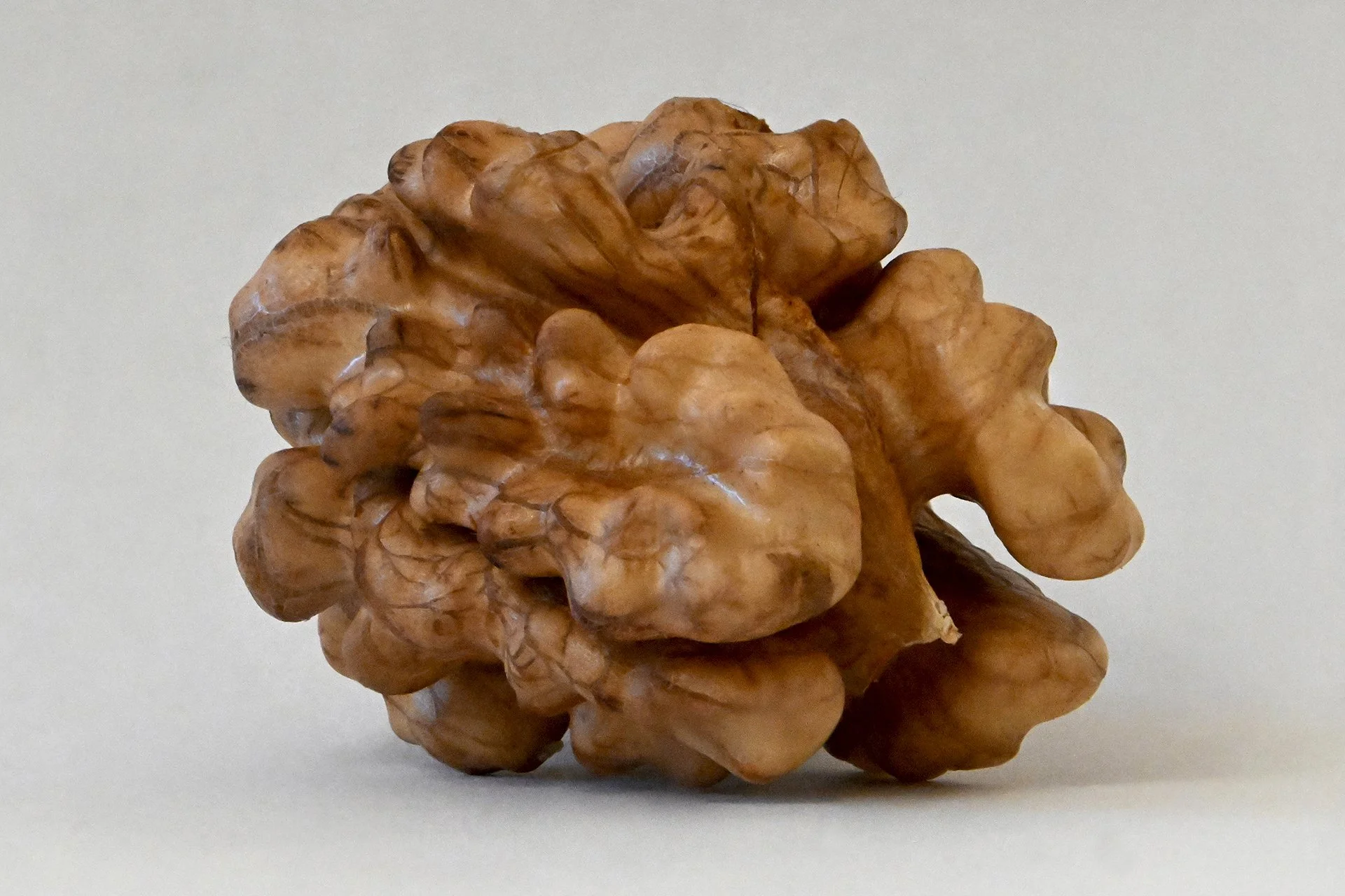 Close-up of a large, brown walnut shell on a plain white background.