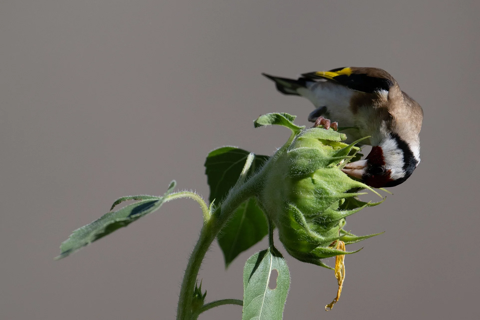 nature_77.jpg