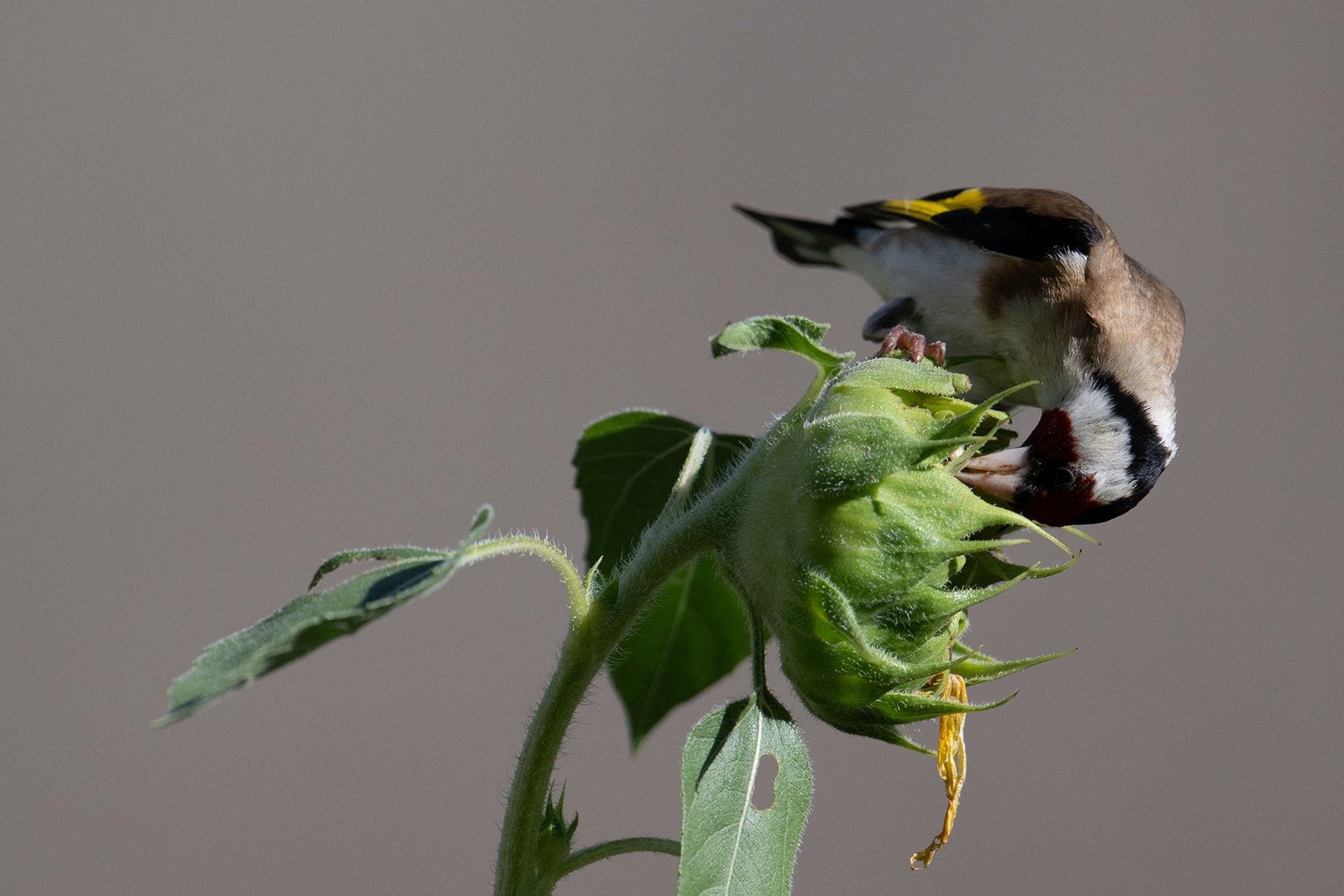 nature_77.jpg