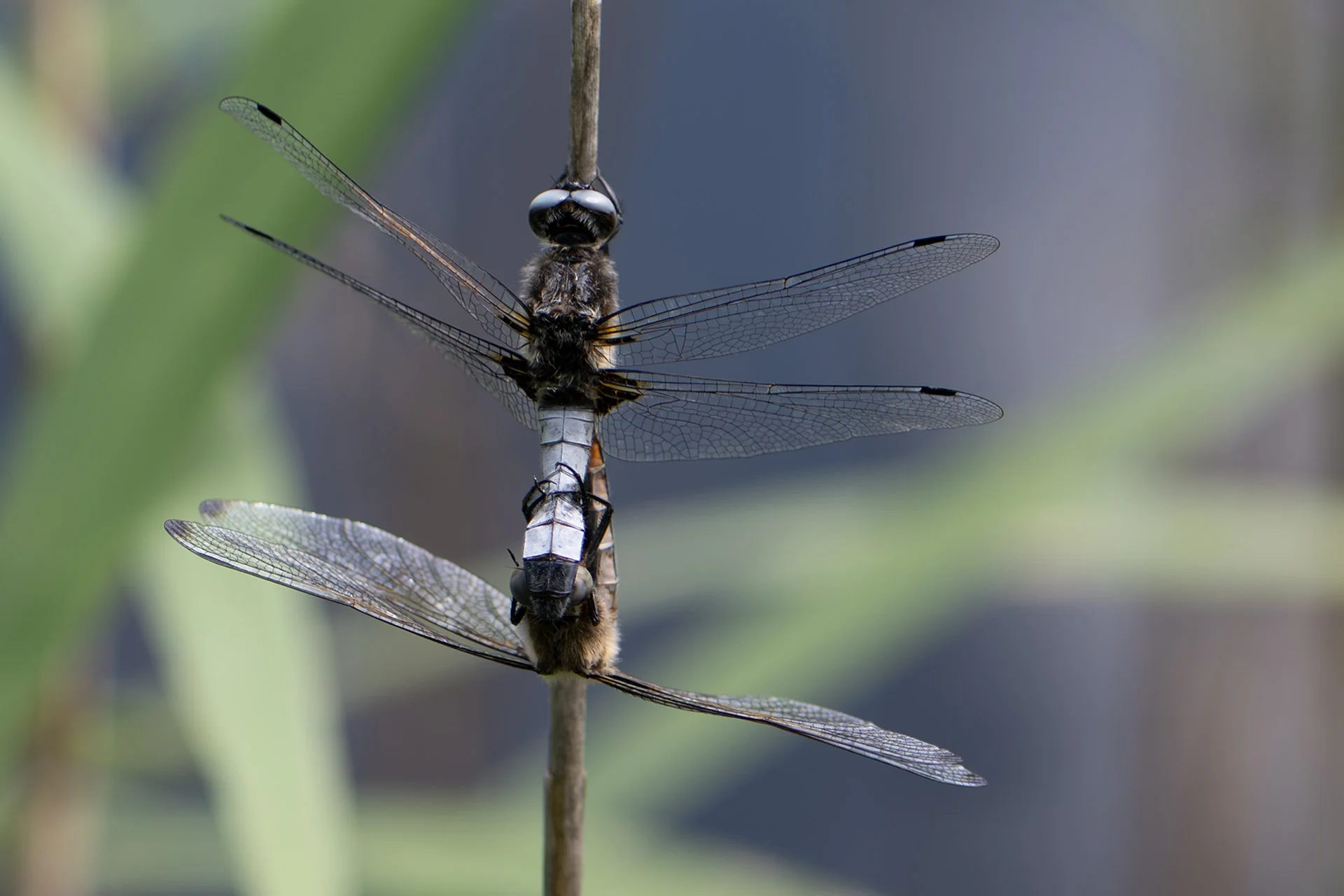 nature_58.jpg