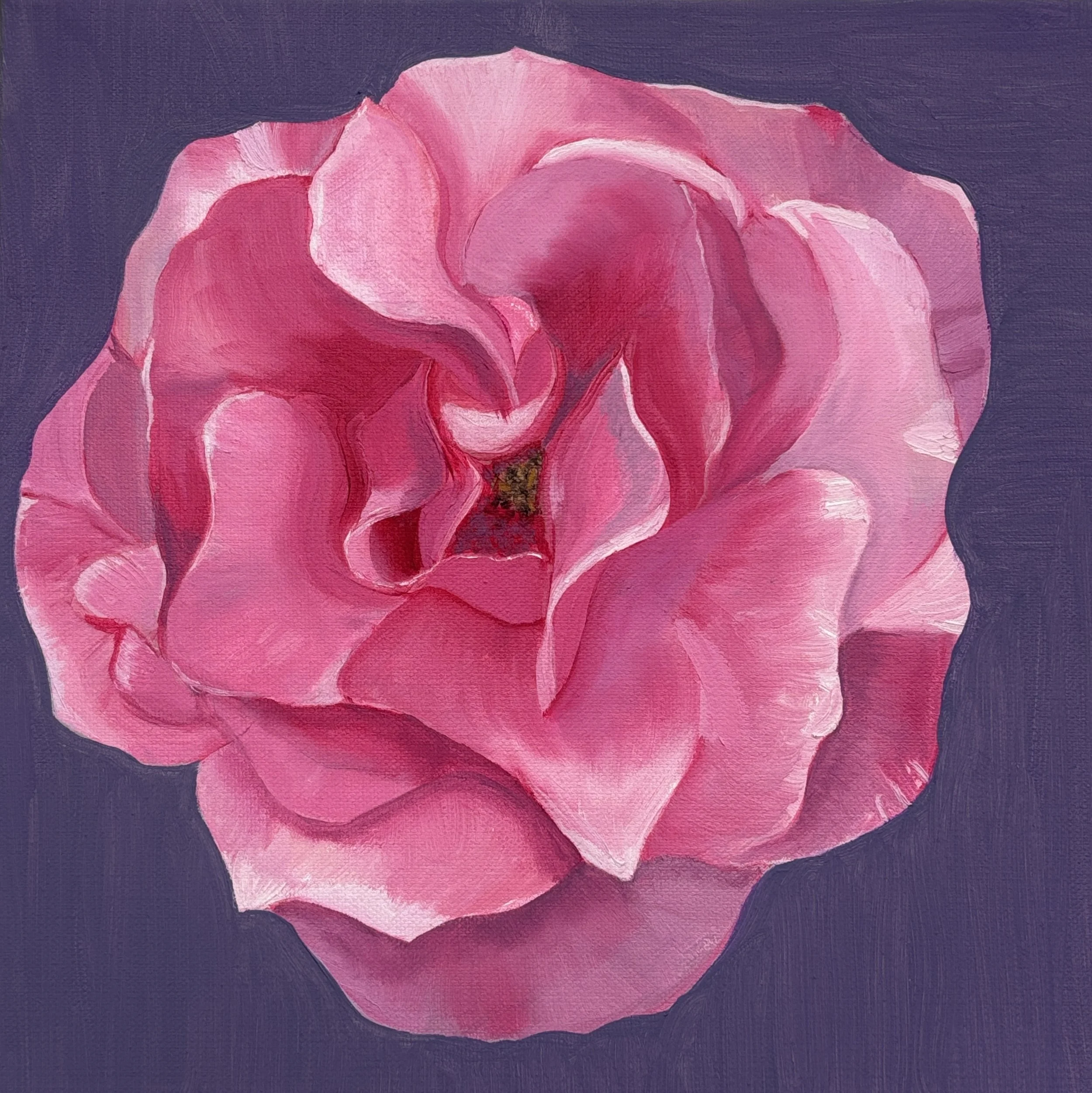 Persimmon Rose. I have always loved the gentle wavy nature of these roses petals. I find them so intriguing. A real challenge to paint!