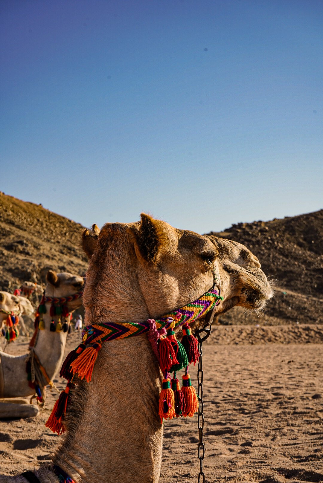 A camel with colorful decorations around its neck and face, standing on sandy terrain with hills in the background under a clear blue sky. Other camels with similar decorations are visible in the background.