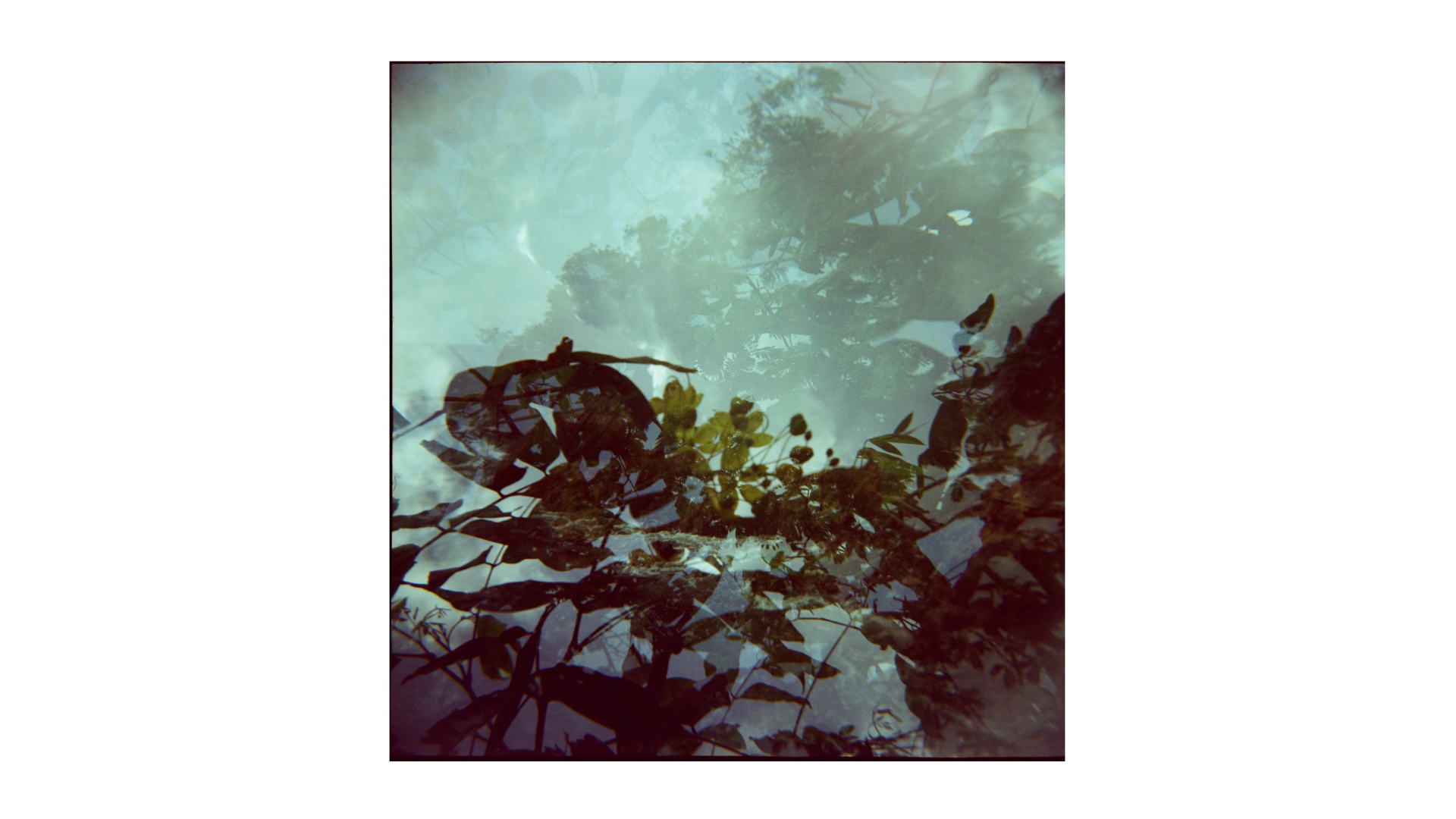 The Trees Remember | 8" Print