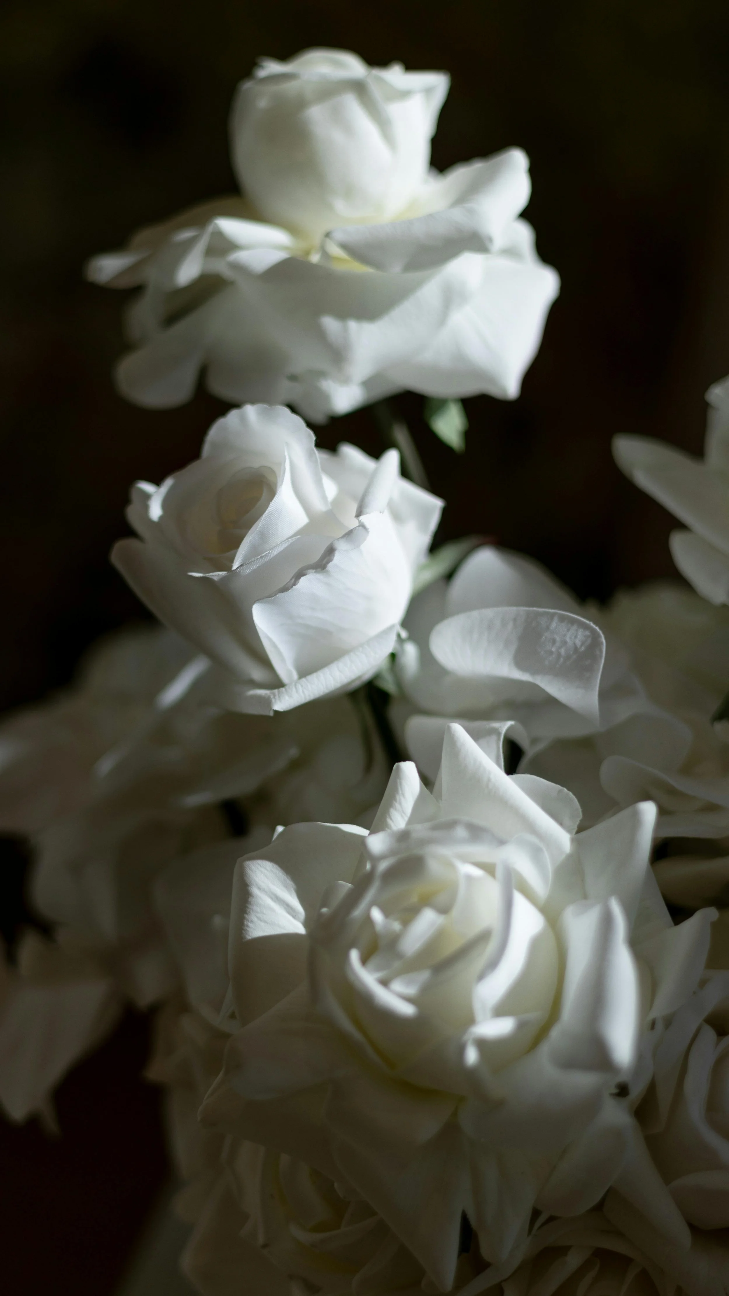 Close-up of white roses with soft lighting and dark background.