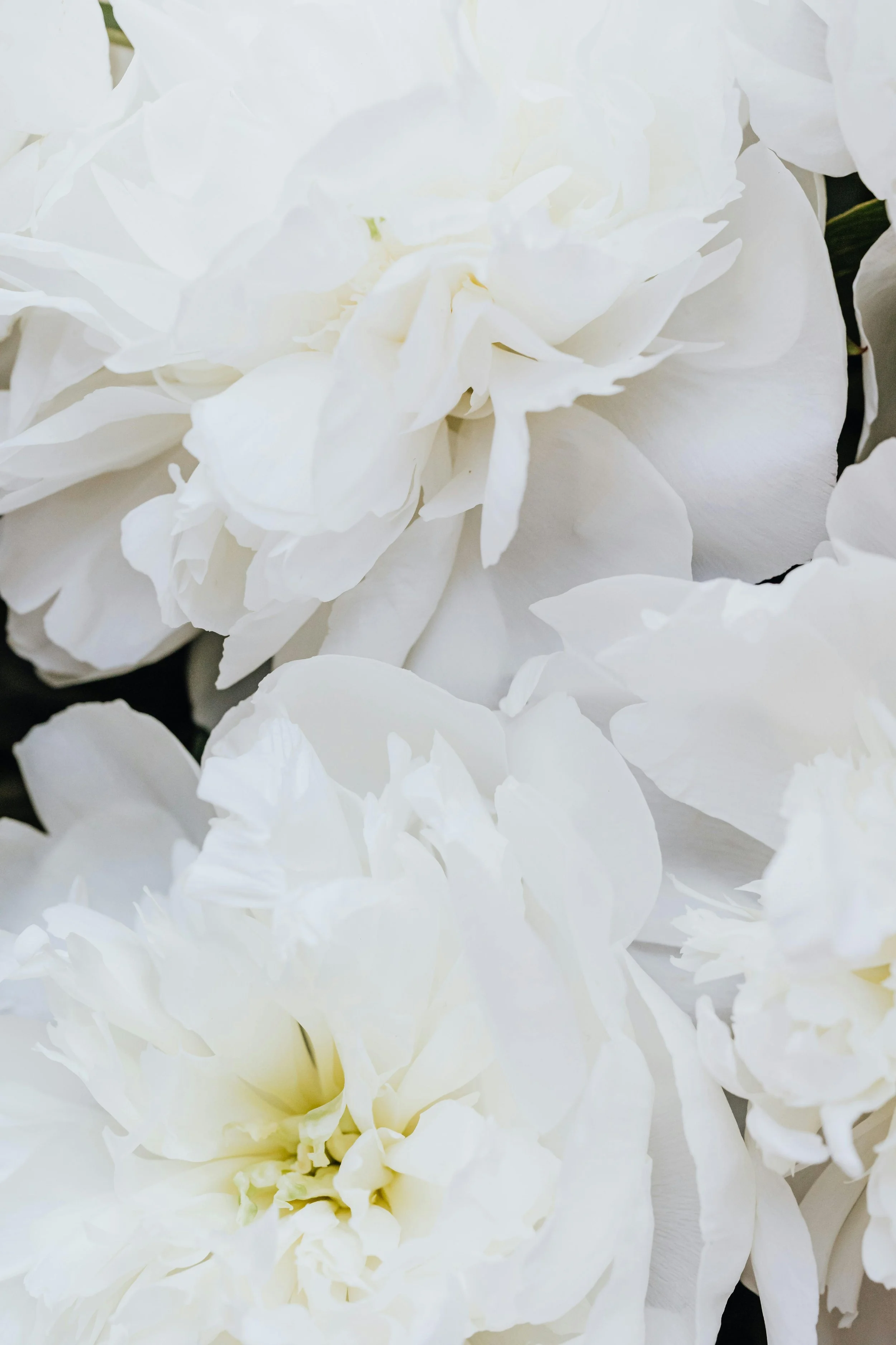Close-up of white peony flowers with layered petals.