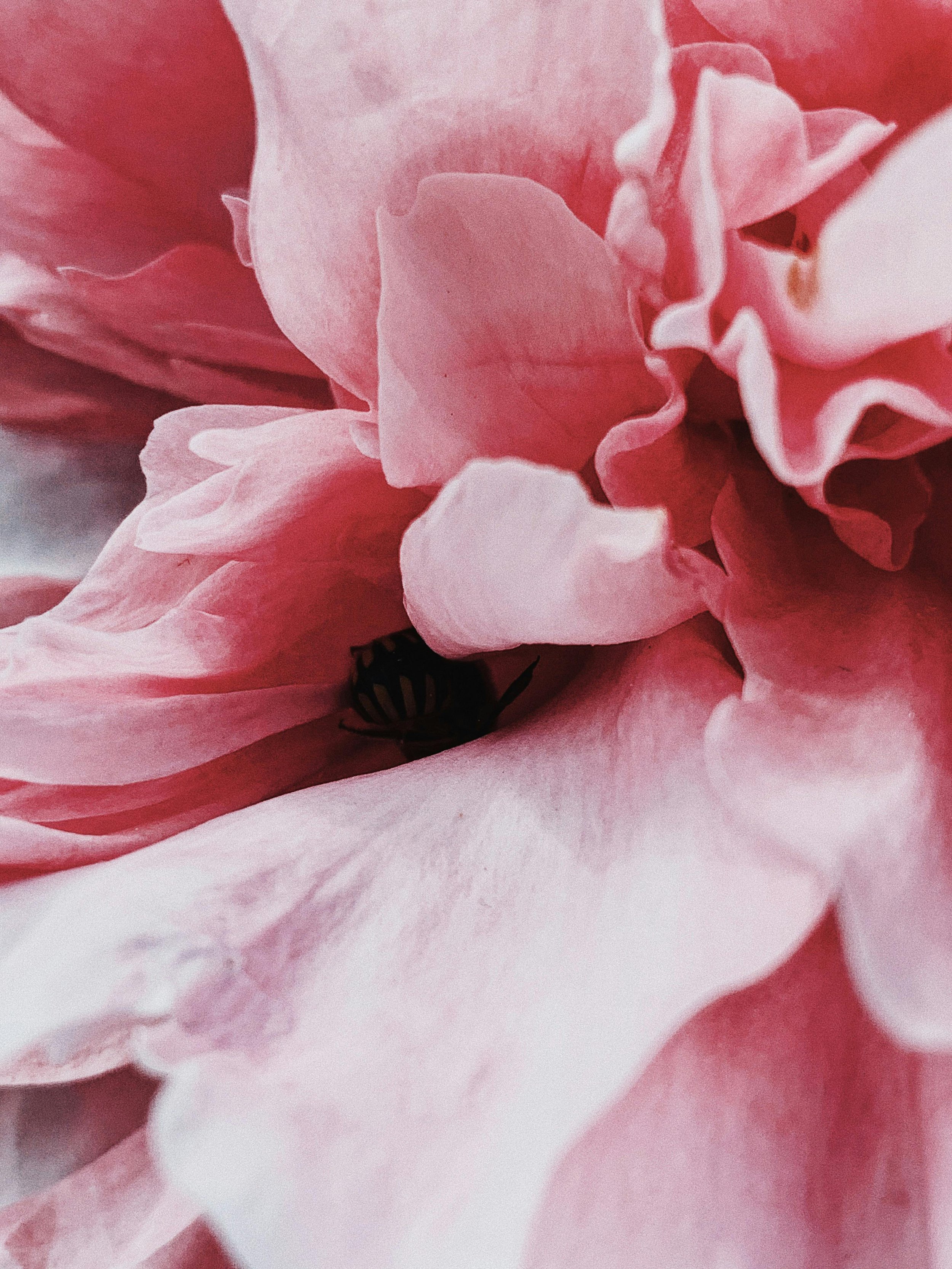 Close-up of pink flowers with a small dark insect nestled among the petals.