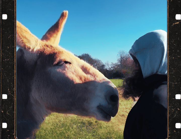 Mammoth Jack Donkey Gently Connecting with Person