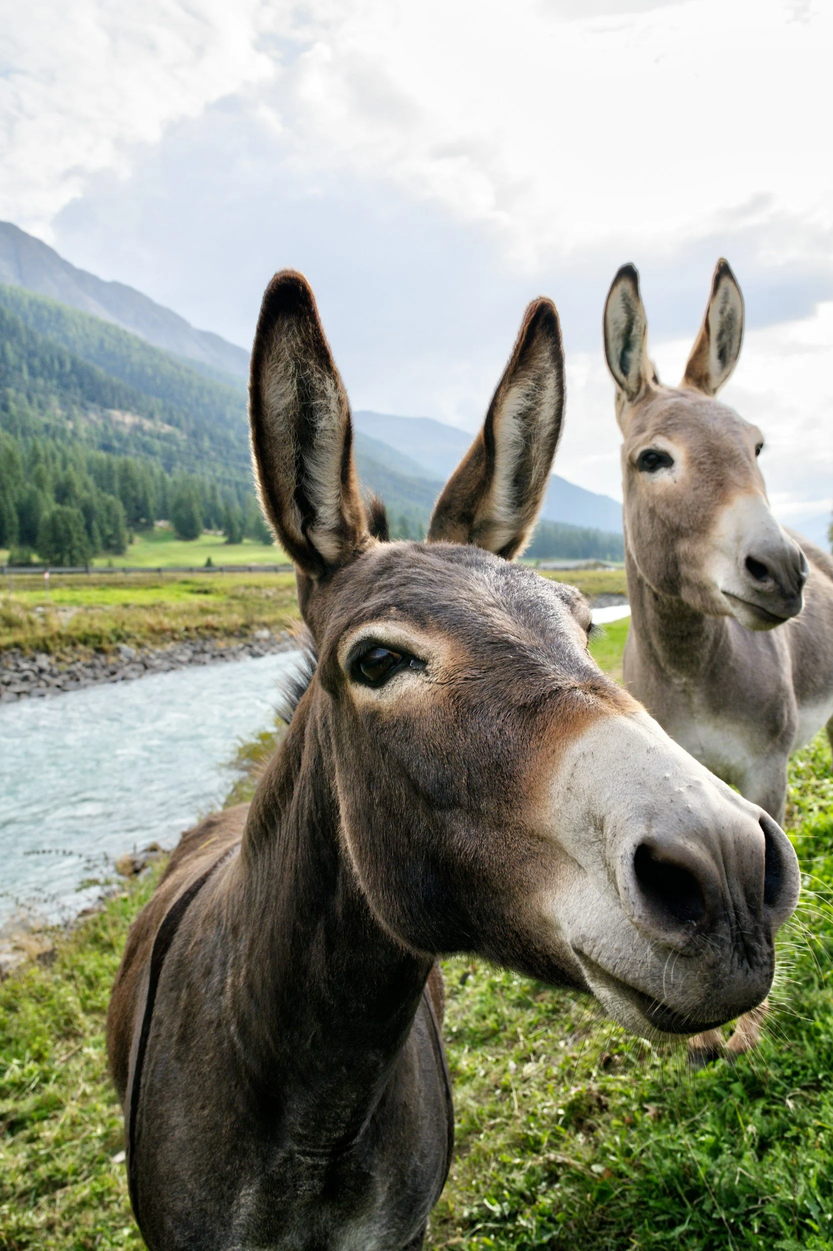 Two donkeys in a lush green field with mountains and a river in the background.