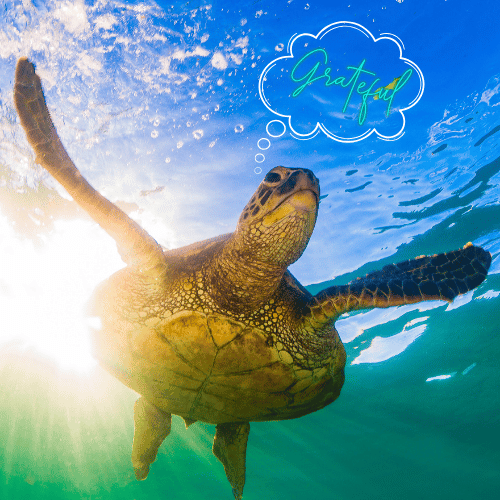 A sea turtle swimming underwater with a sunlit background and a speech bubble saying 'Grateful'.