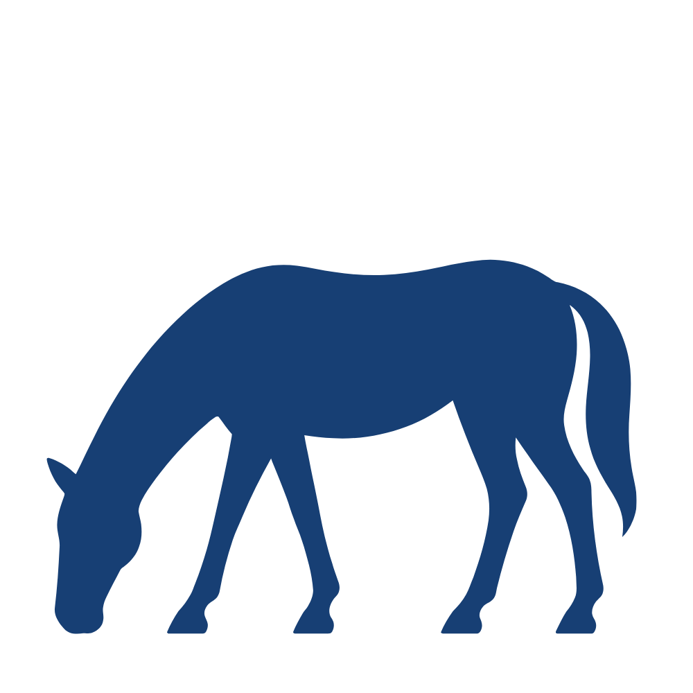 Grazing Navy Curious Horse