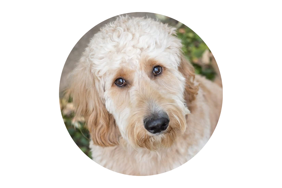 Close-up of a yellow Labradoodle puppy with curly fur, looking at the camera outdoors.