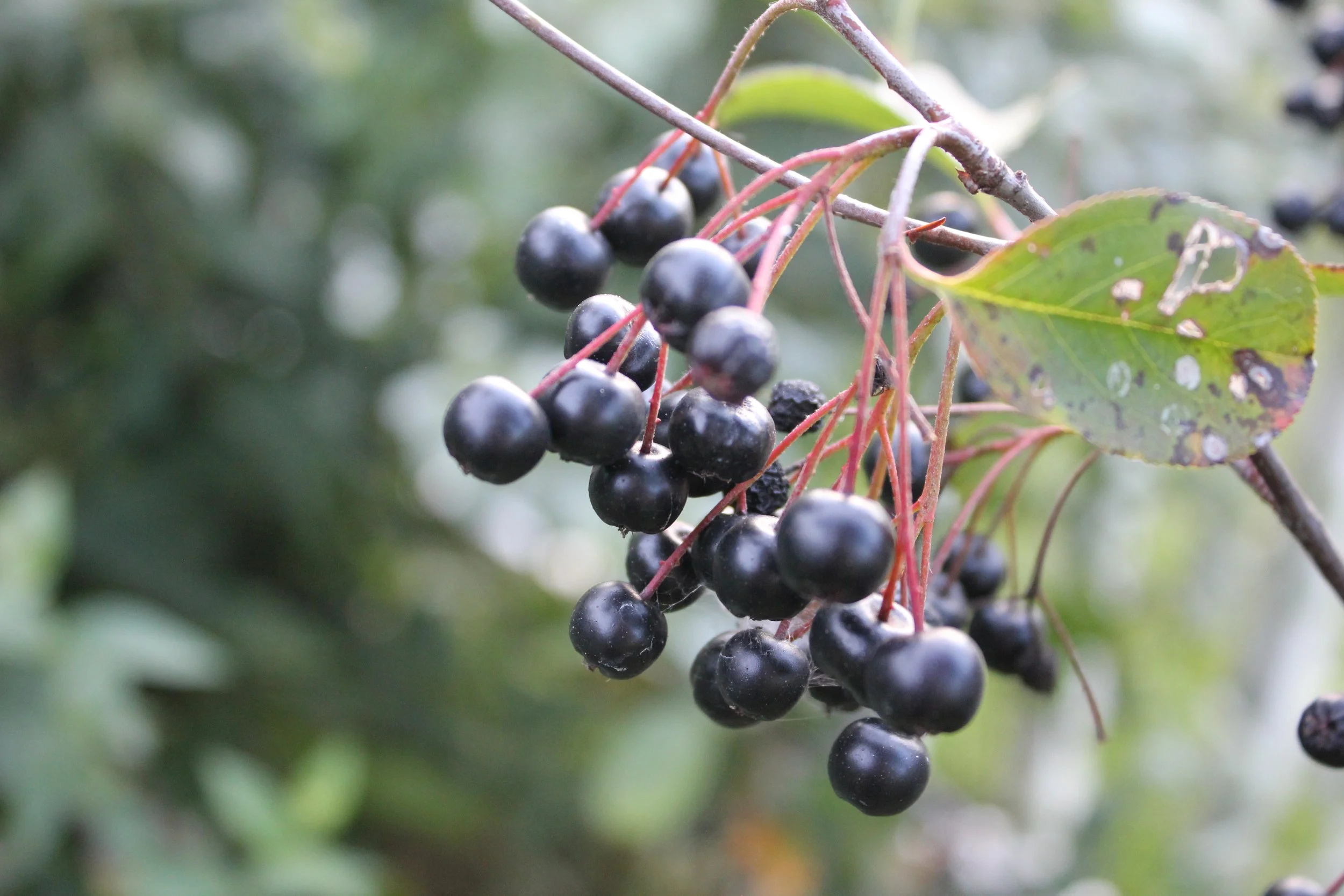 Food Forest Design Fundamentals