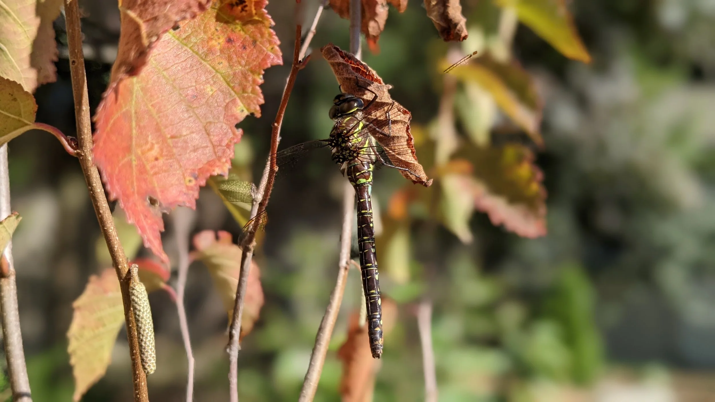 Copy of PXL_20221006_150725992.PORTRAIT.jpg