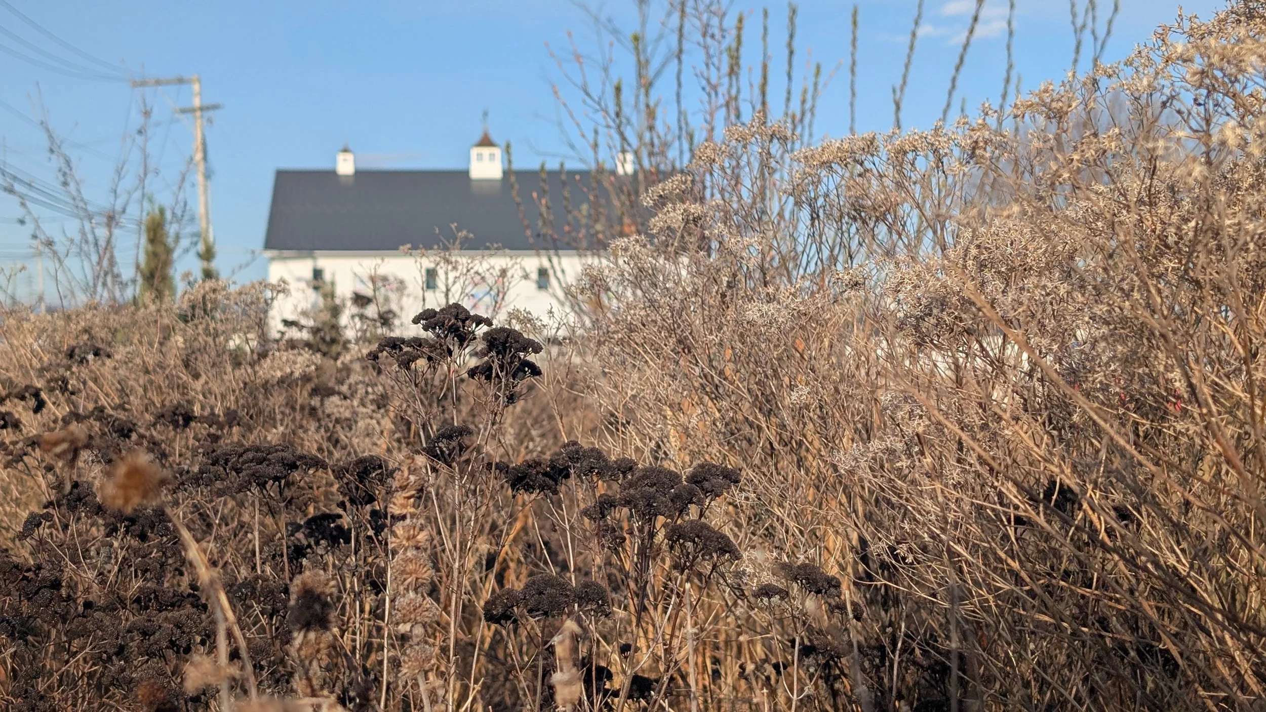 Navigating Non-Chemical Restoration