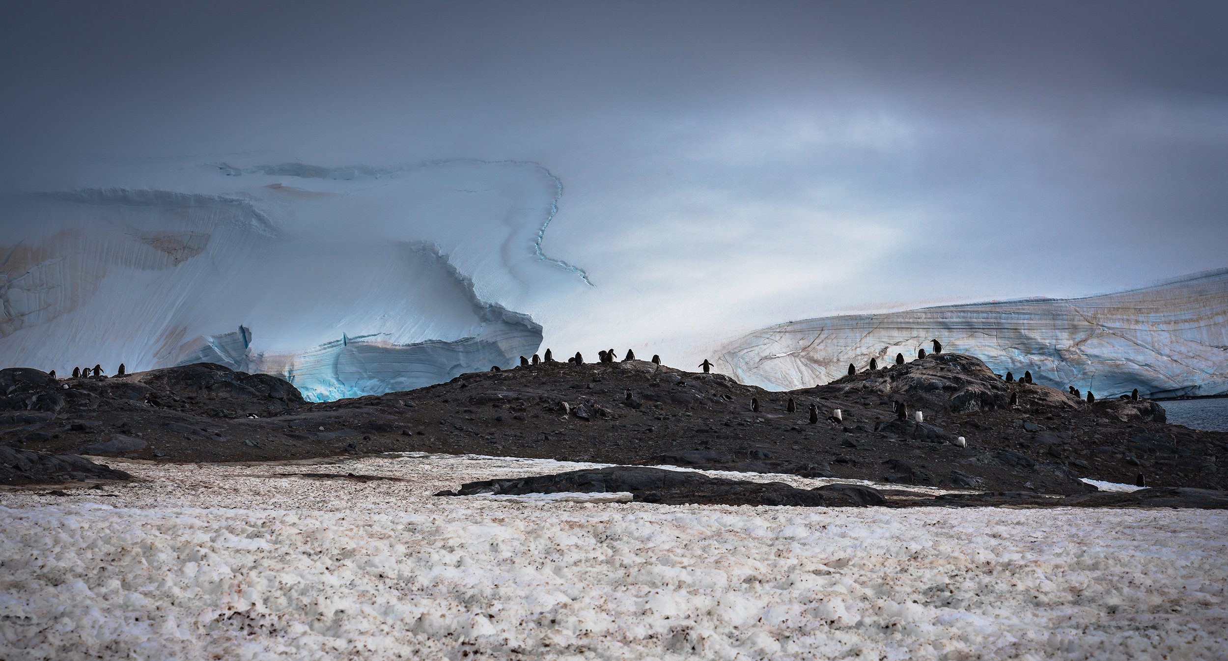Antarctic Penguins.jpg