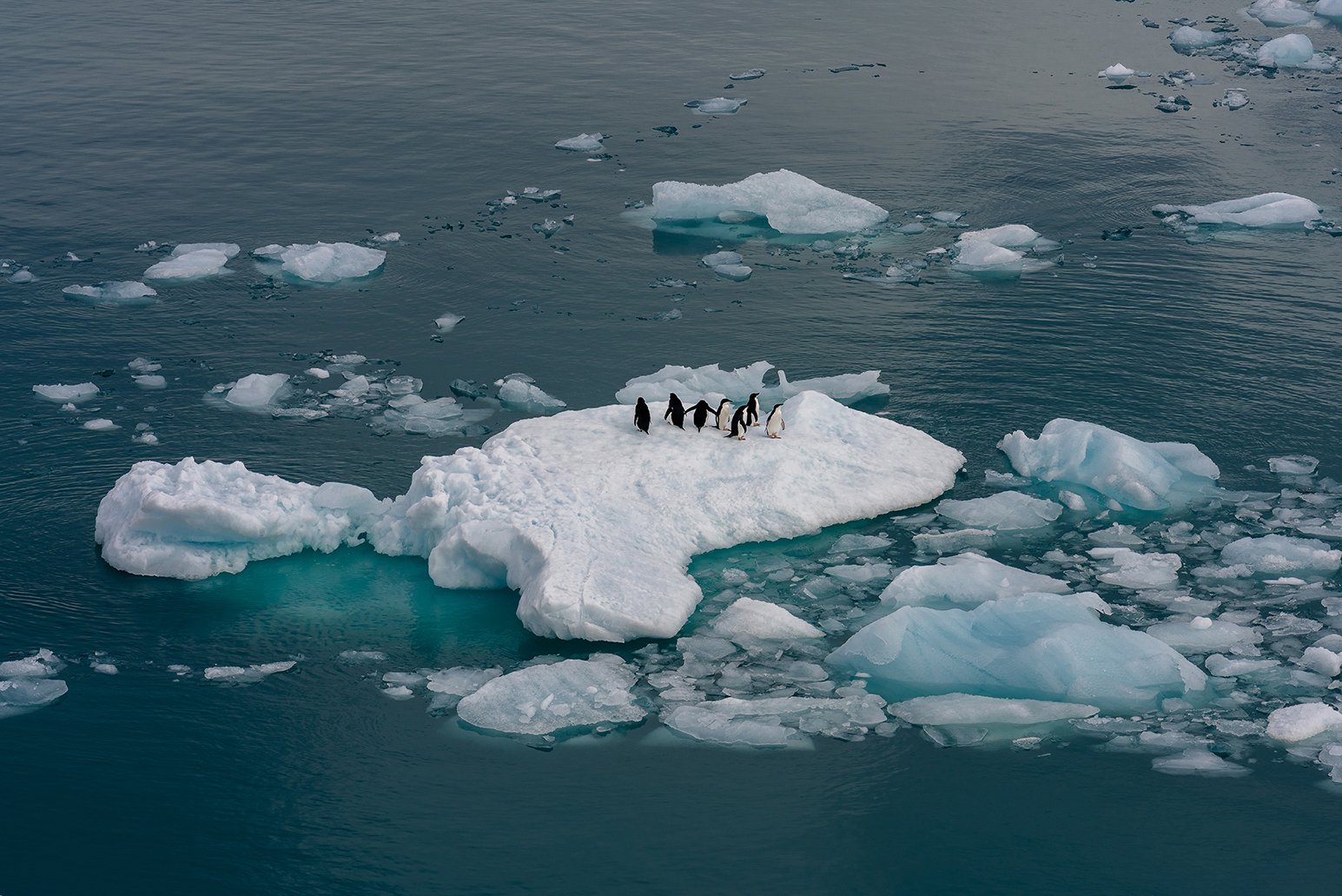 Floating Penguins.jpg