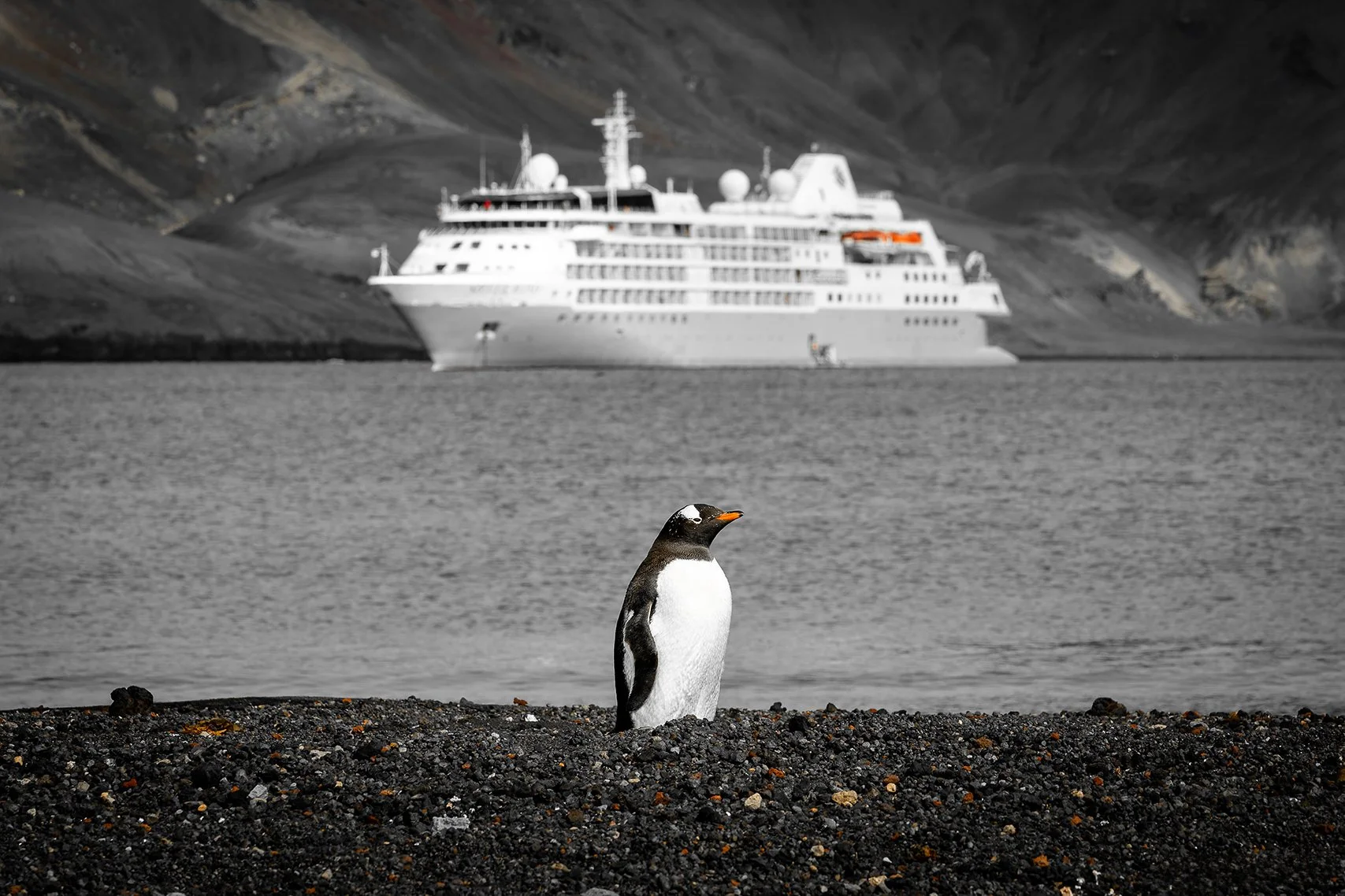 The Lone Penguin.jpg