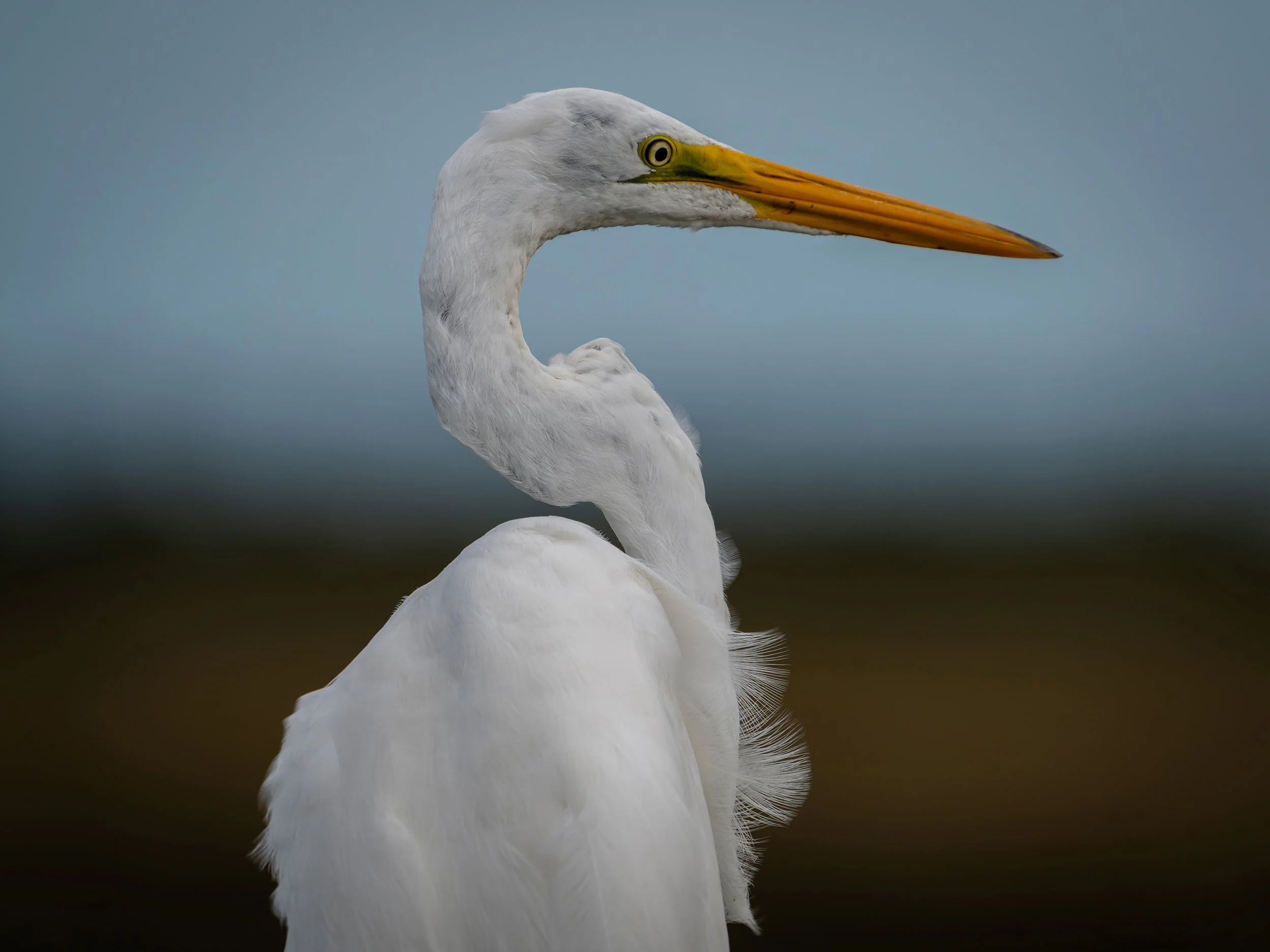 A Mangificent Egret.jpg
