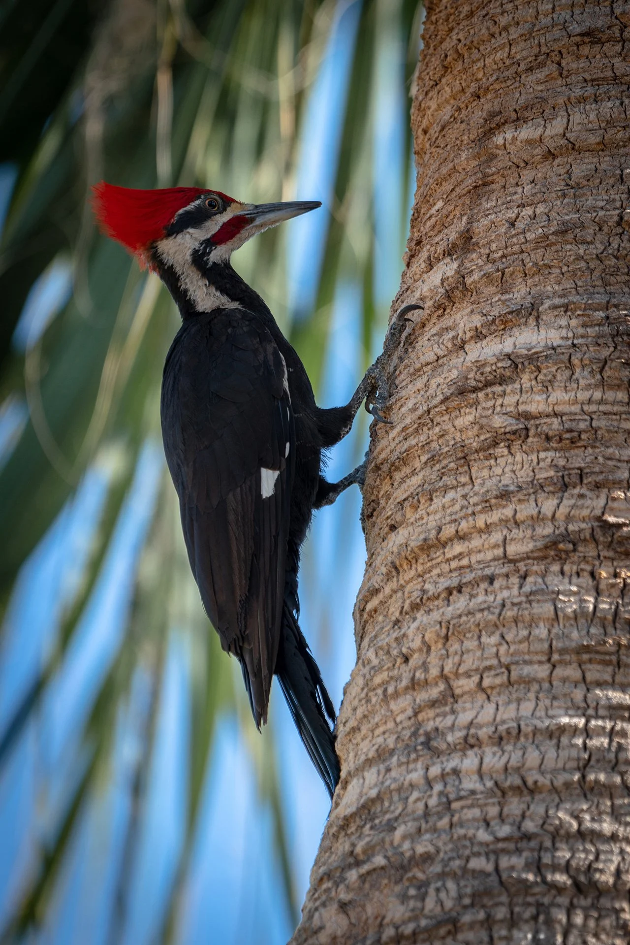 Woodpecker on a Palm Tree.jpg