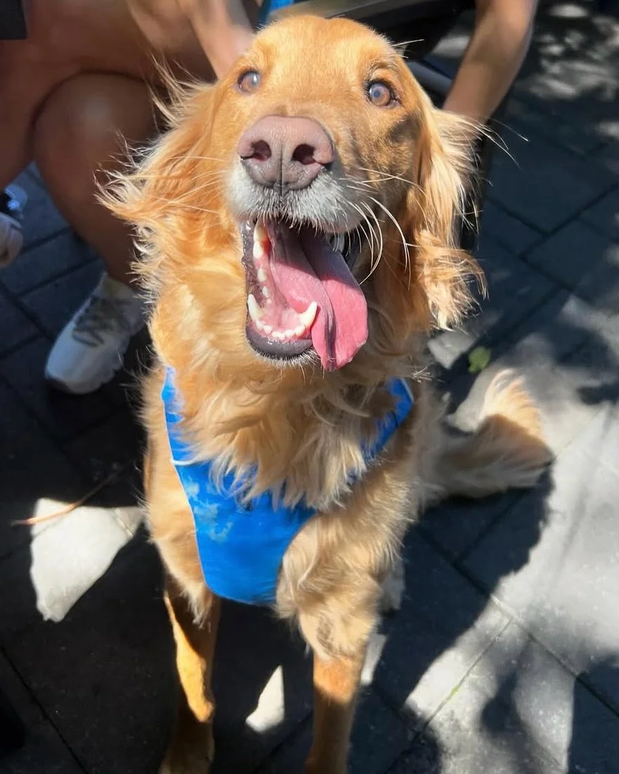 It&rsquo;s getting spooky on the patio.🐾🎃 We present to you our first-ever Pet Halloween Costume Party!

📅 Thursday, October 30 | 6&ndash;9PM
📍 Balter Beer Garden

Bring your four-legged friend in costume for a night of pups, pints, and prizes. E