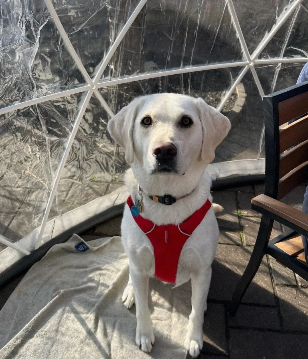 ❄️ Knoxville weather report: snow is coming. If you didn&rsquo;t already know, you clearly haven&rsquo;t been paying attention.

The plan is simple.
Igloos to keep you warm.
Beer to keep you happy.
And of course, don&rsquo;t forget to bring your pup 