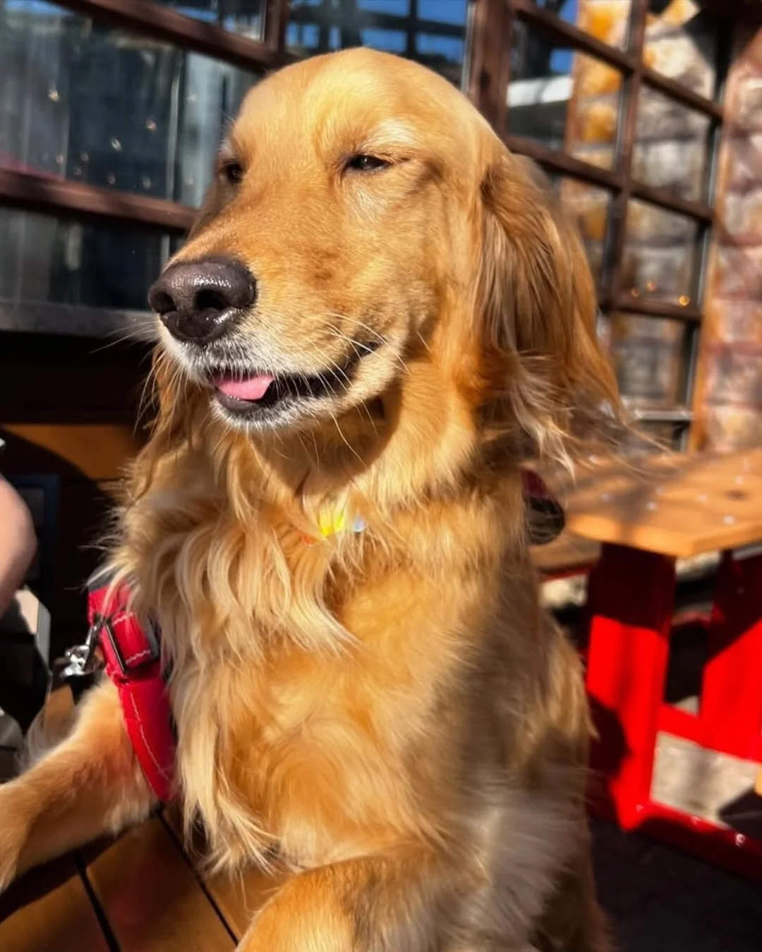Spring = patio season. 🌞
Patio season = pups. 🐾

Grab a seat at Balter Beerworks and bring your dog along for the first day of spring.

Tag @dogs_of_balterbeerworks for bonus points
