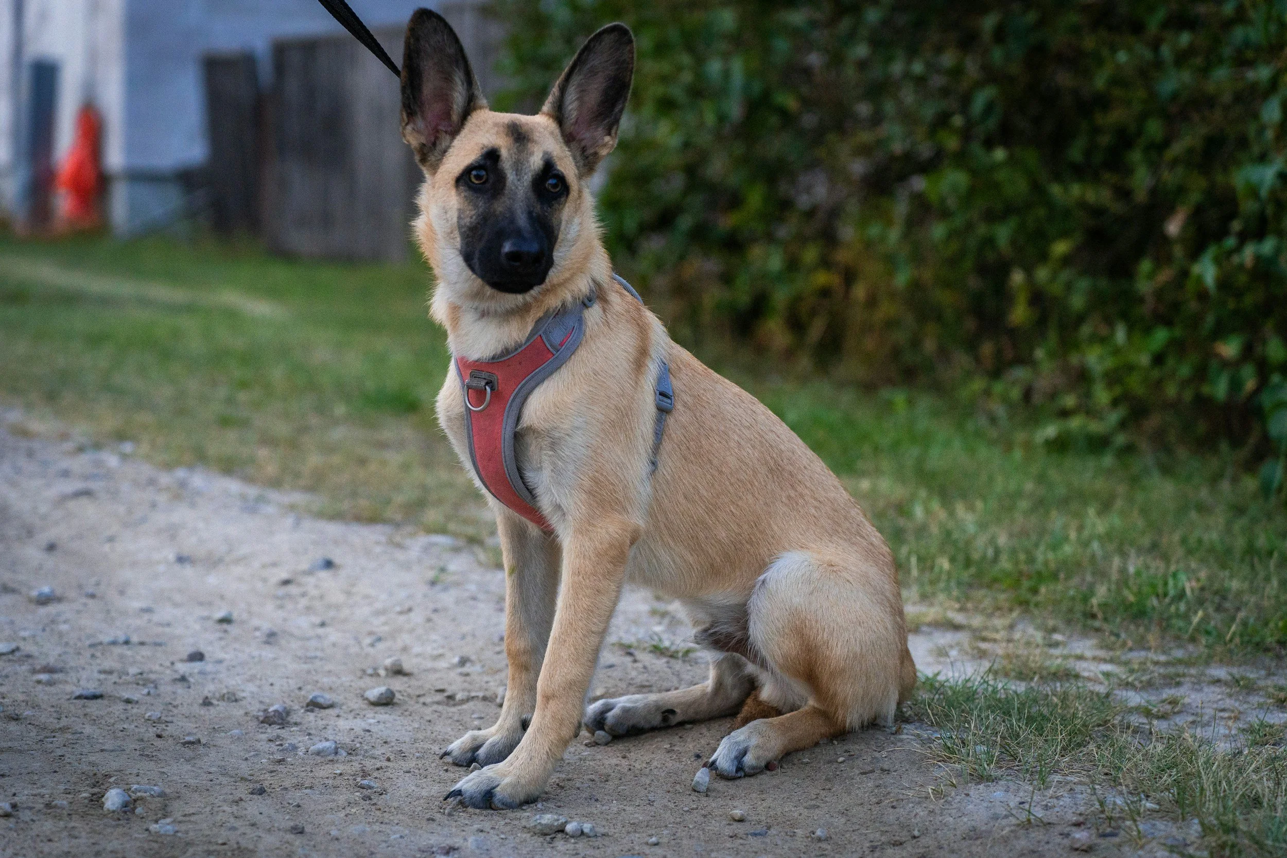 A German Shepherd dog with a tan and black coat sitting on a dirt path, wearing a red harness, looking at the camera with alert ears and expressive eyes.